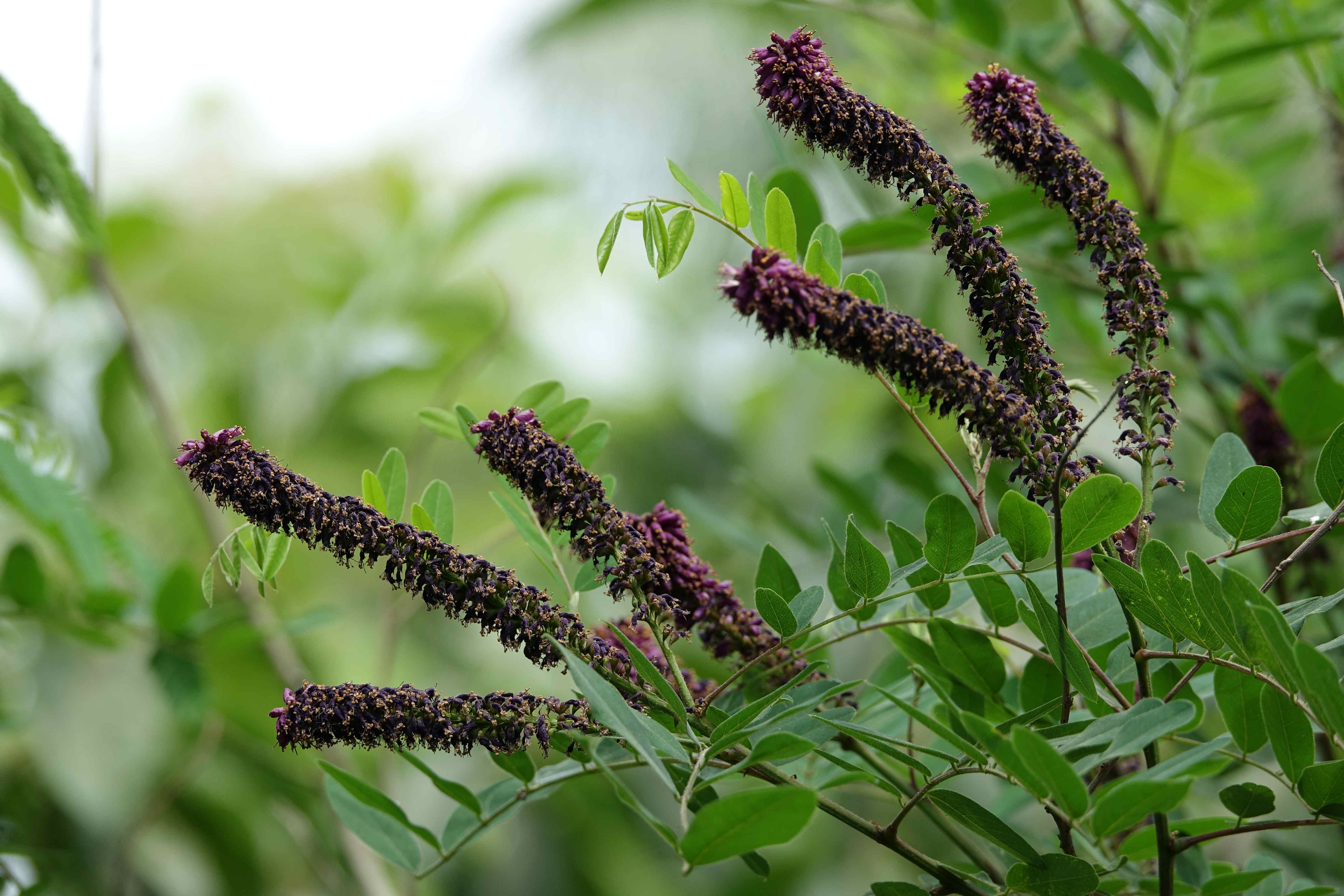 Amorpha fruticosa