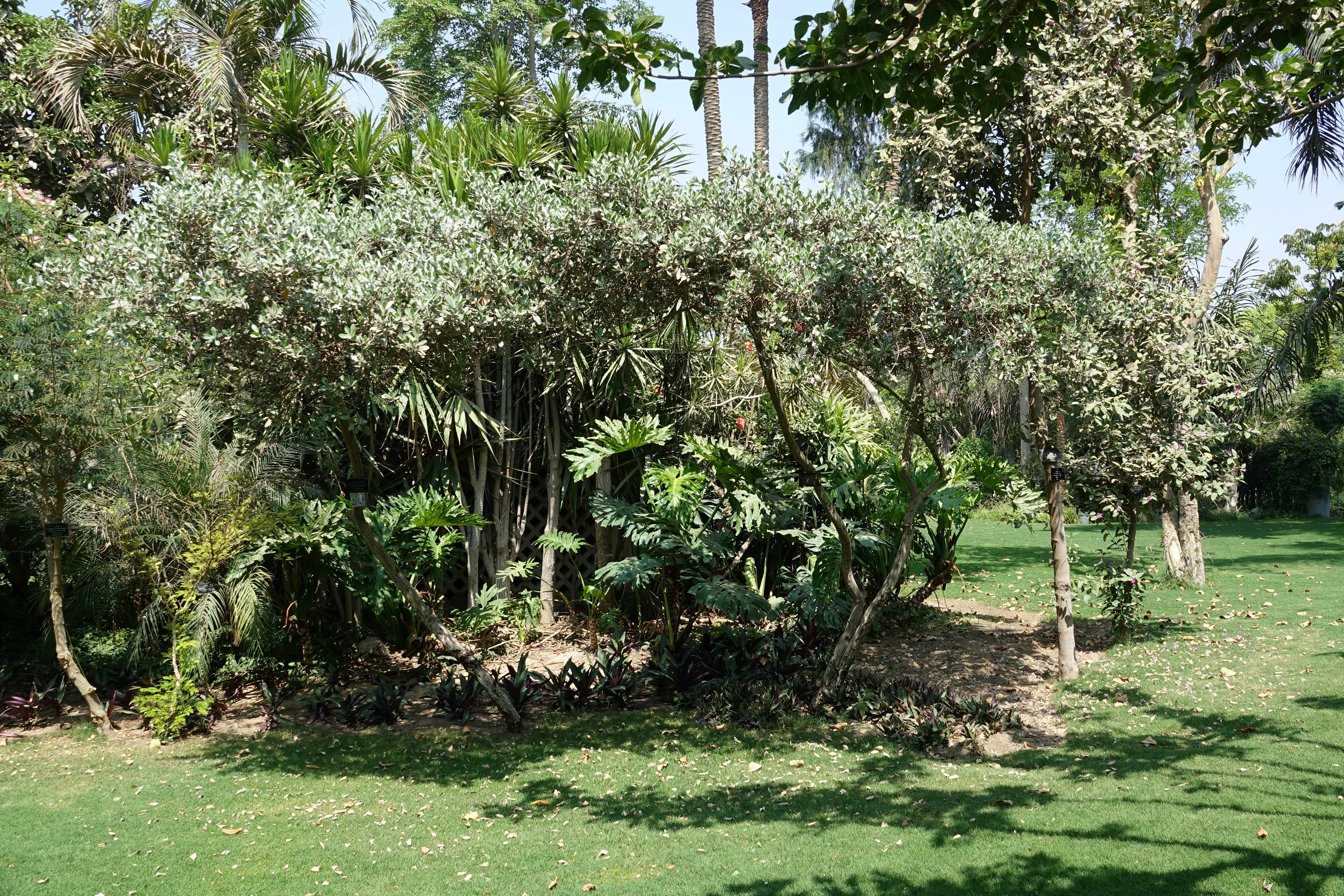 Conocarpus erectus var. sericea