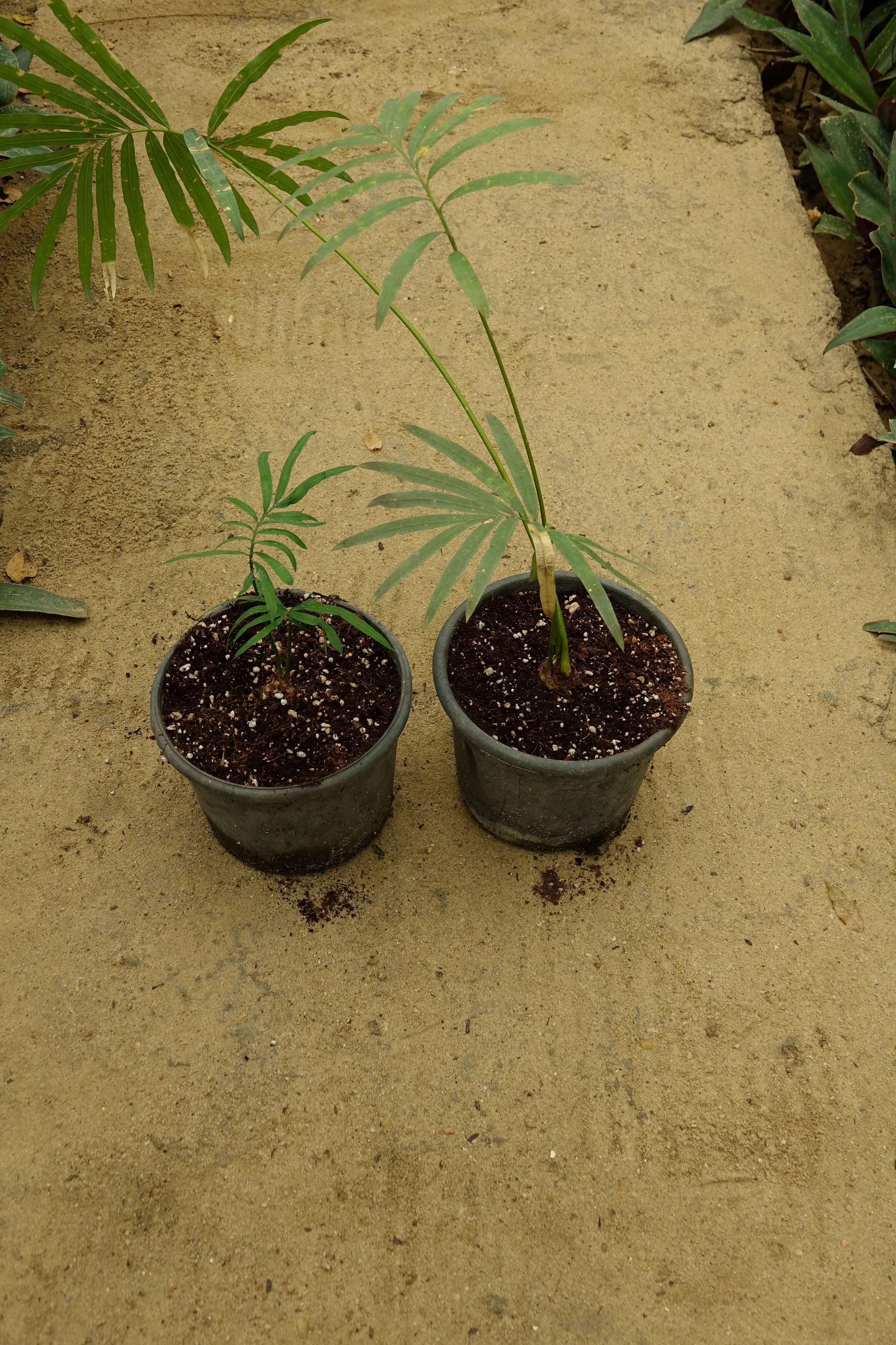 Cycas chamaoensis