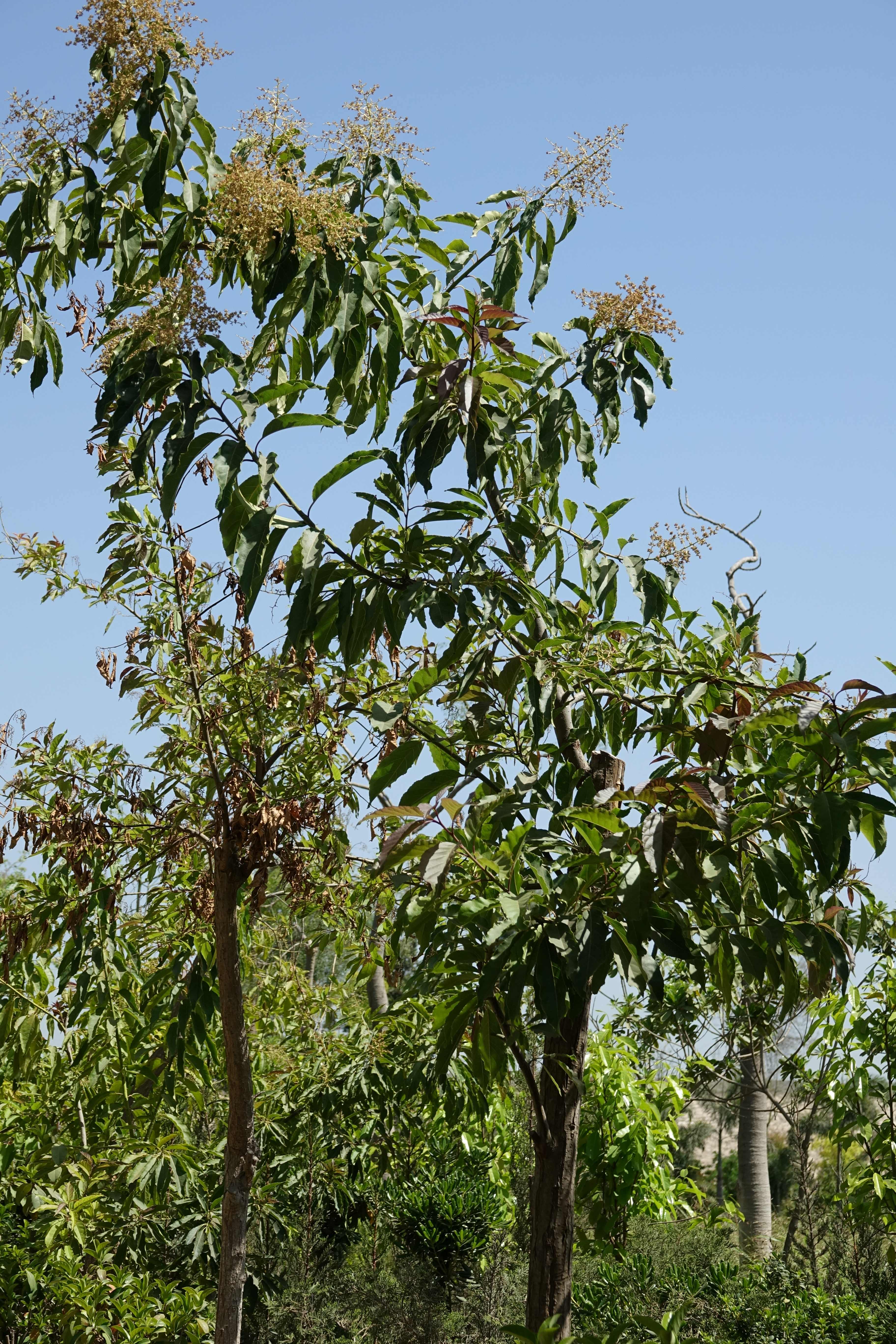 Ehretia wallichiana