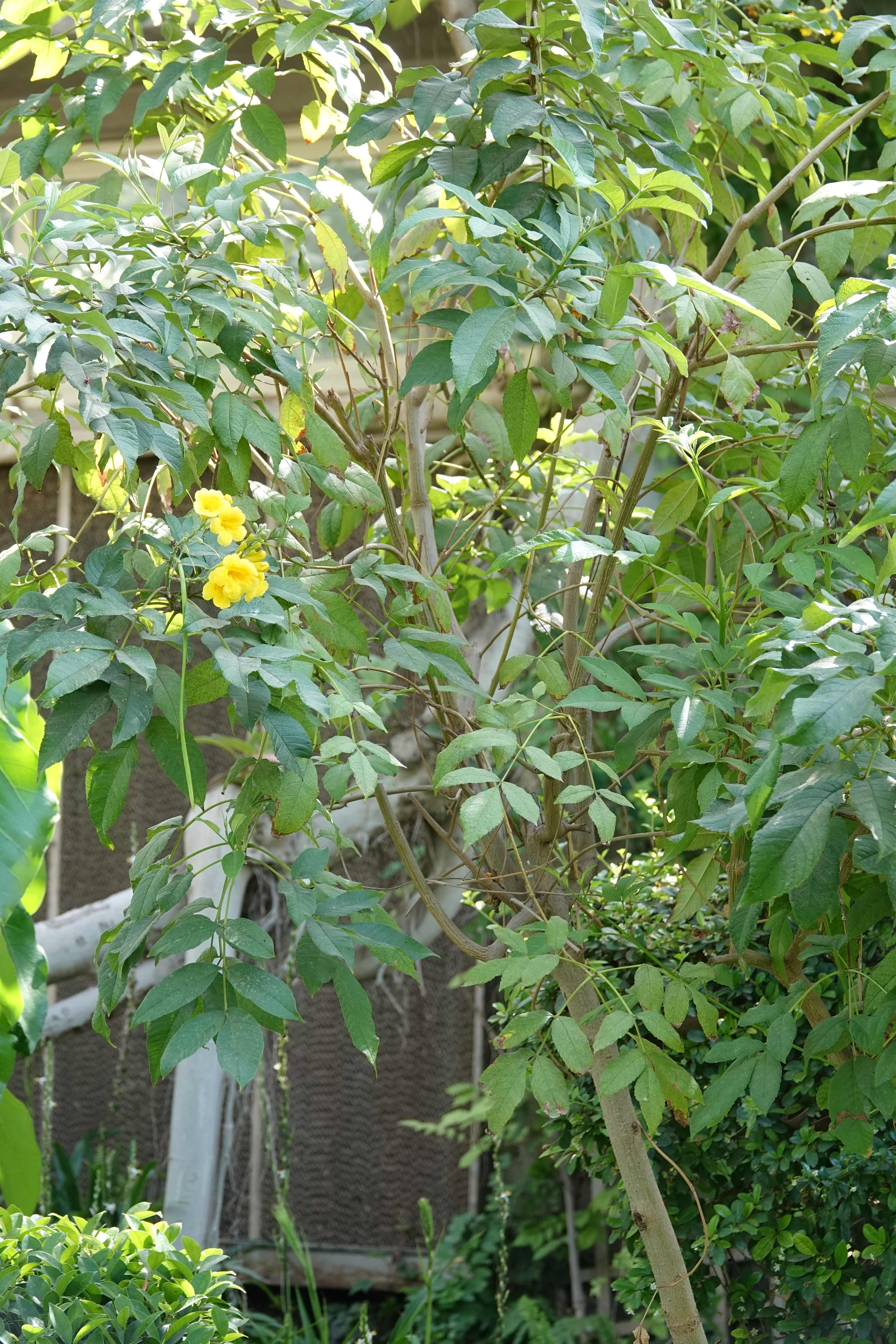 Tecoma castanifolia