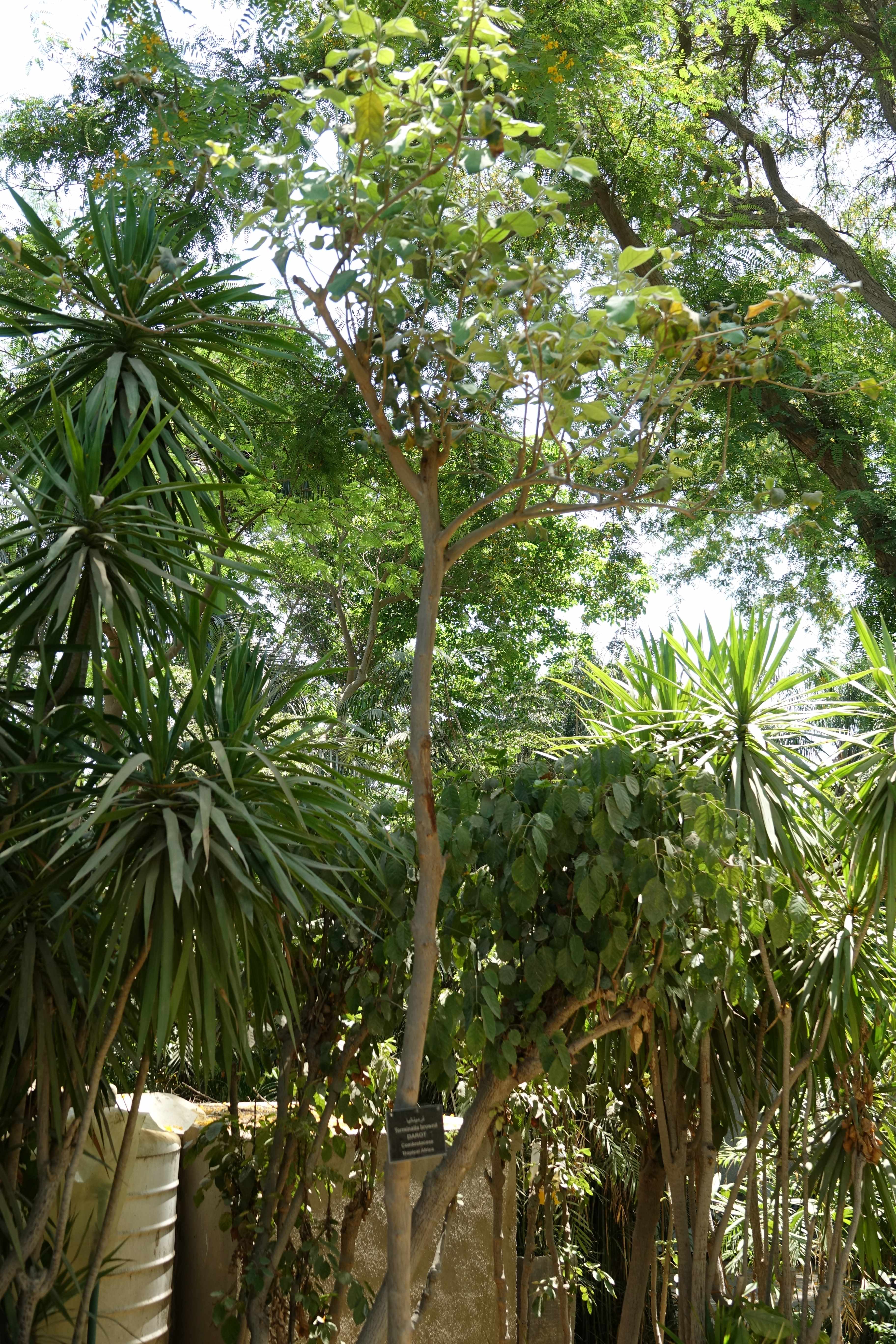 terminalia brownii