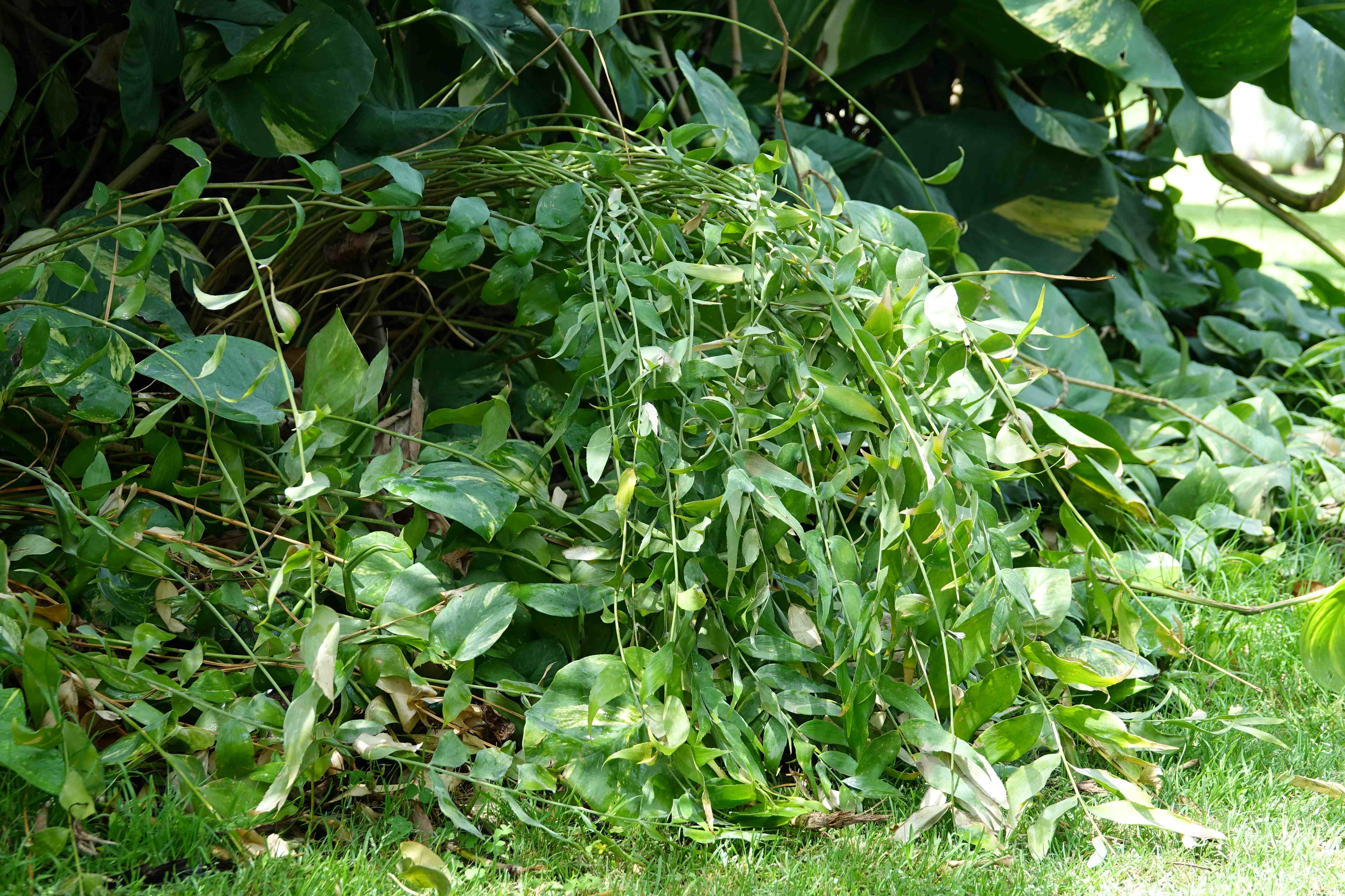 Zamia fischeri