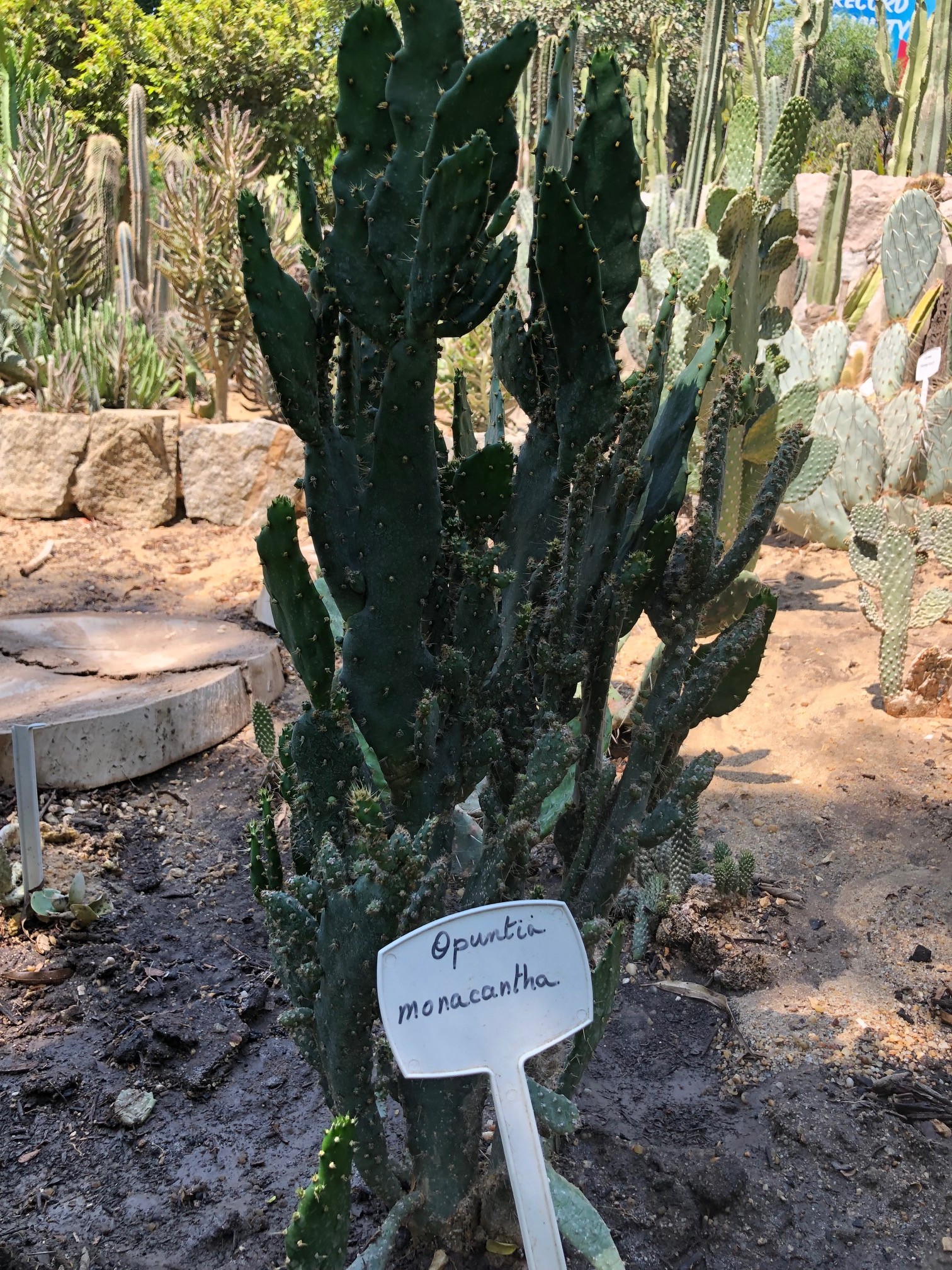 opuntia monacantha