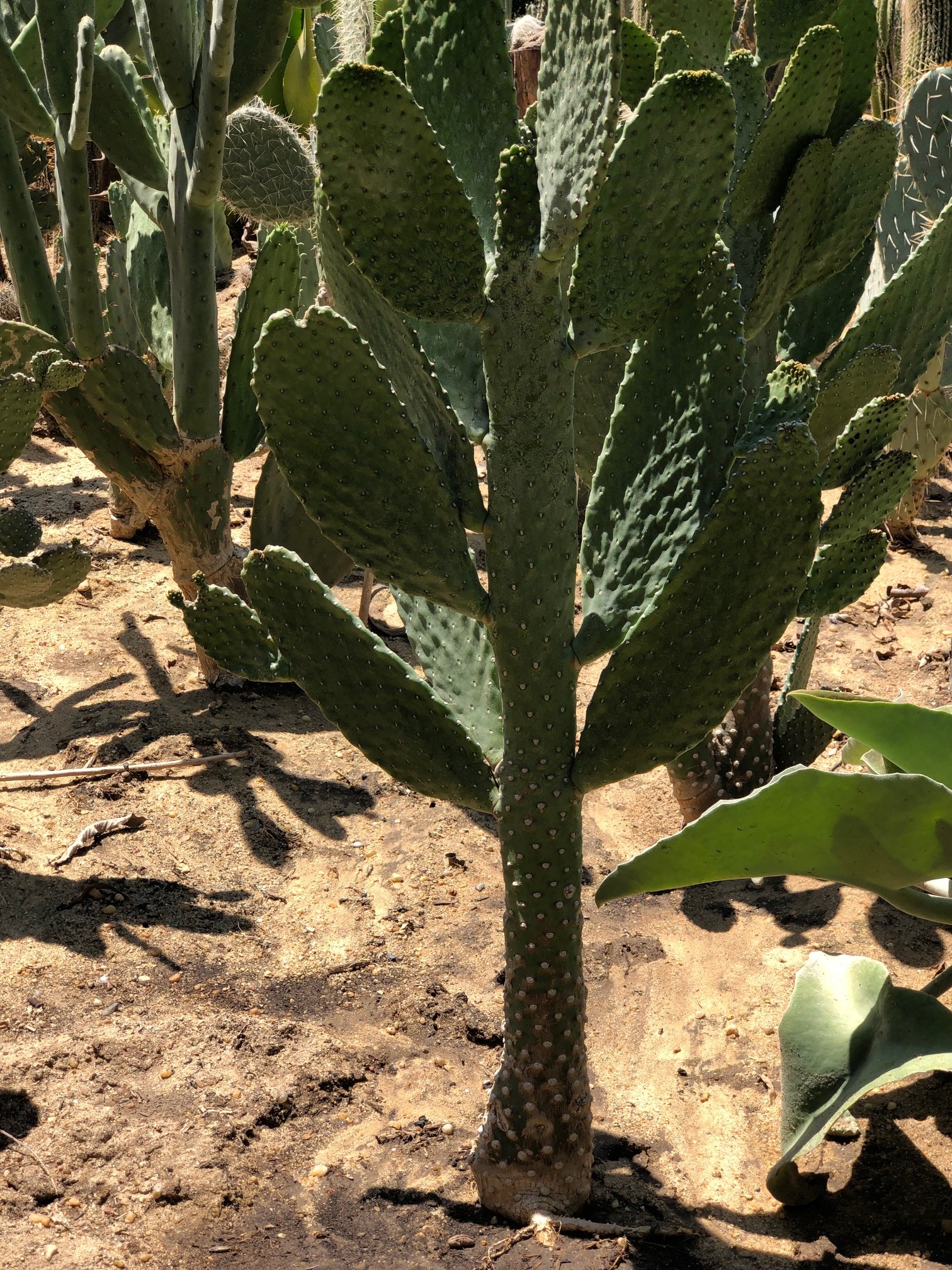 opuntia tomentosa