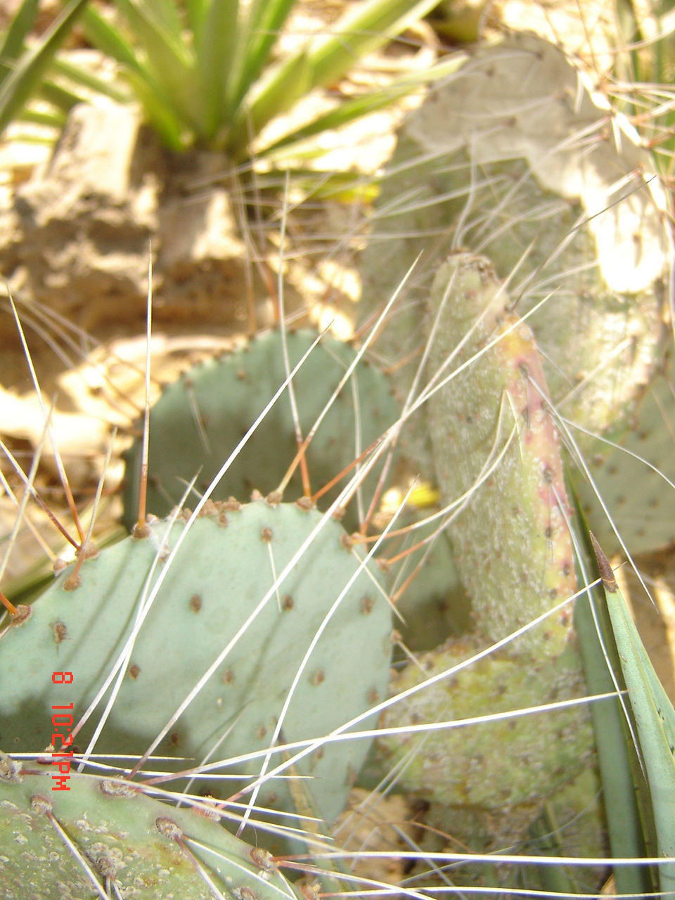 opuntia macrocentra