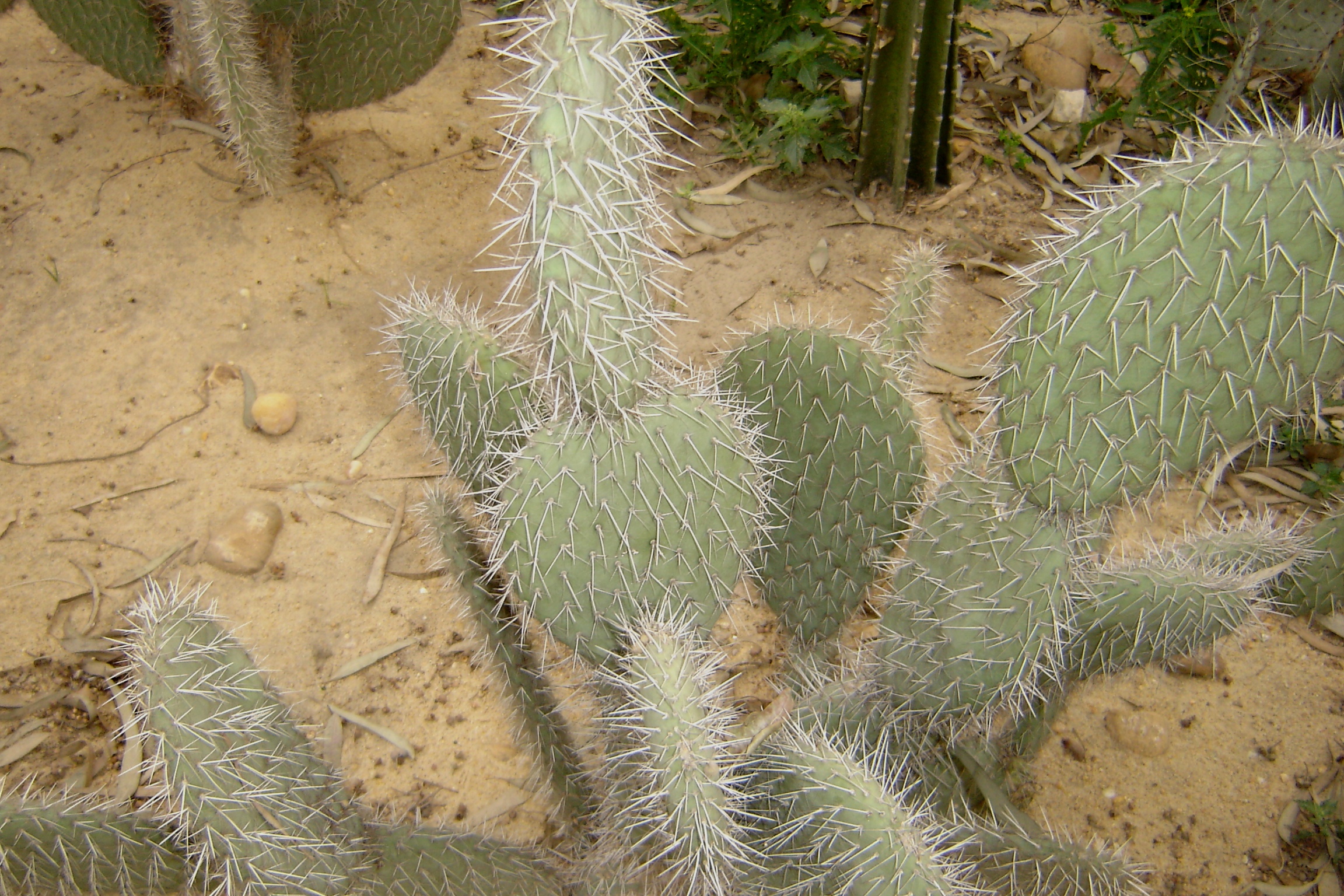 opuntia leucotricha