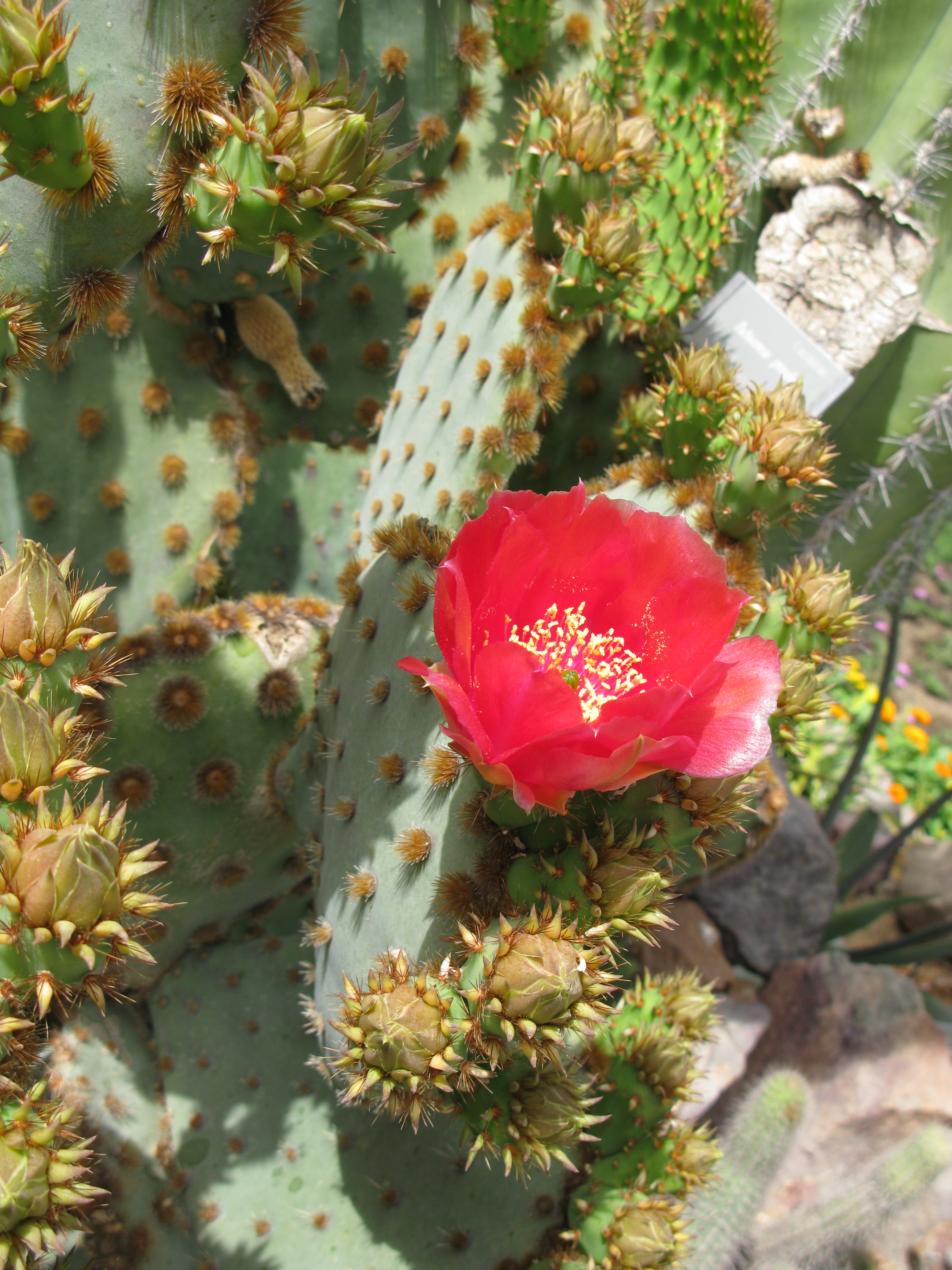 opuntia aciculata