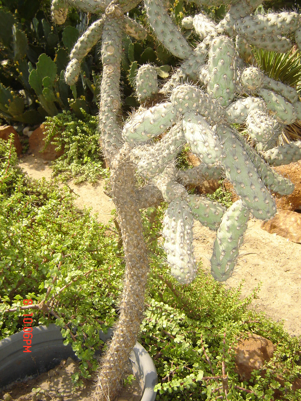 opuntia cylindrica