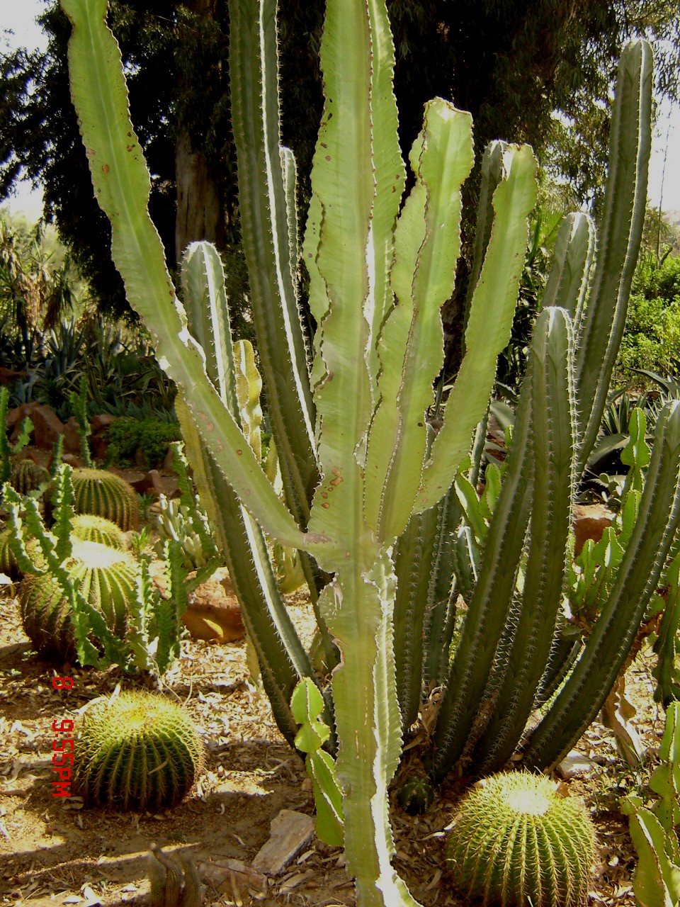 Euphorbia abyssinica