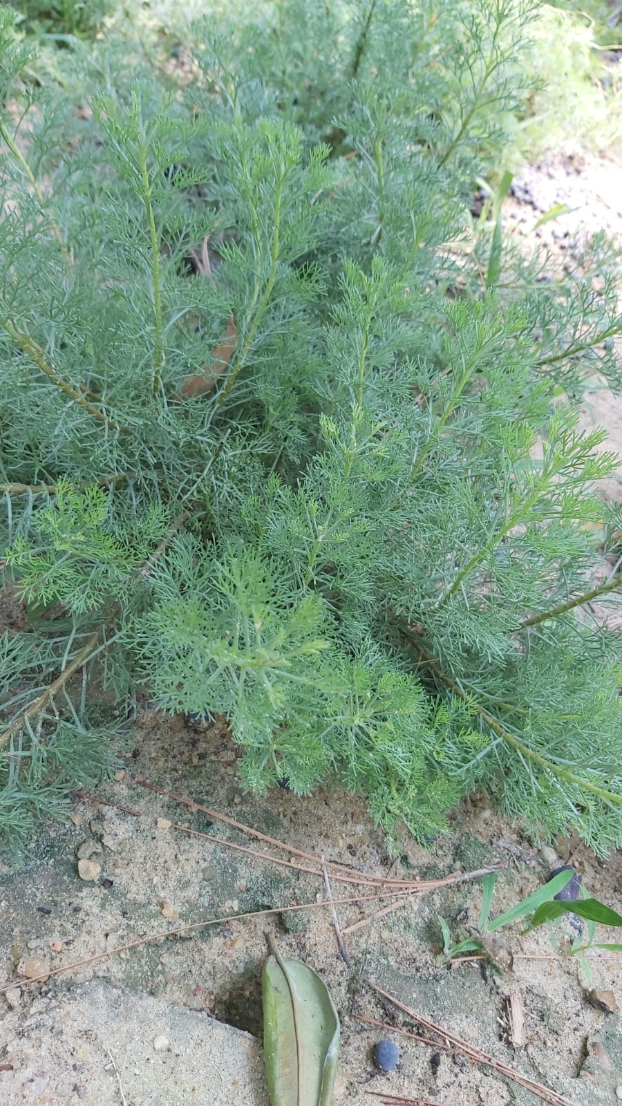 Artemisia abrotanum