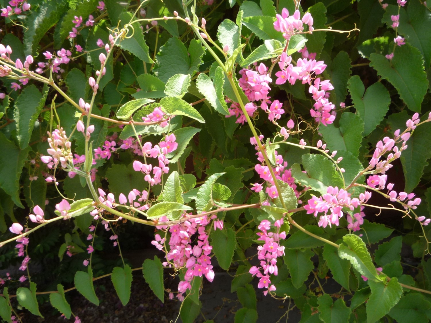 Antigonon leptopus