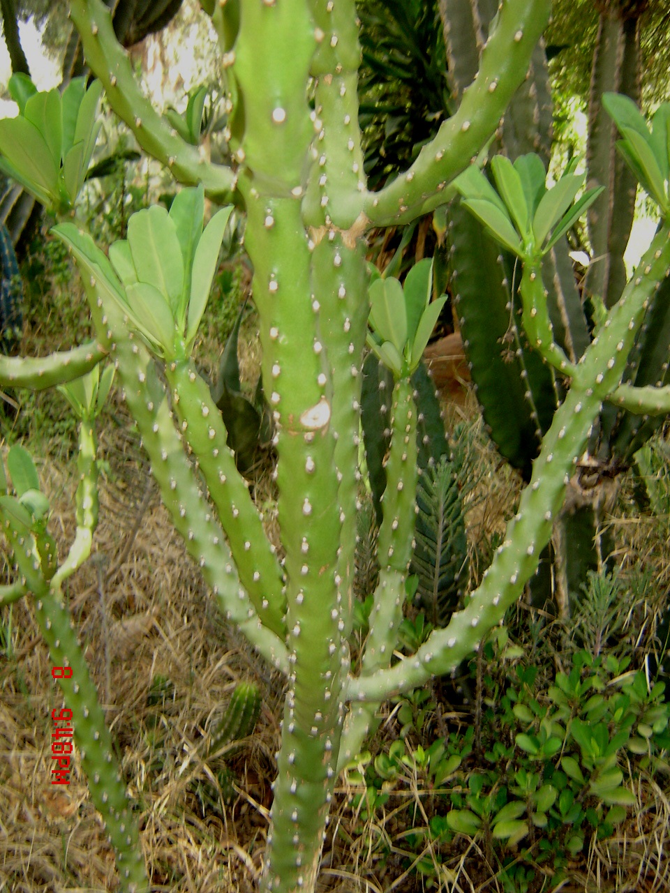 Euphorbia royleana