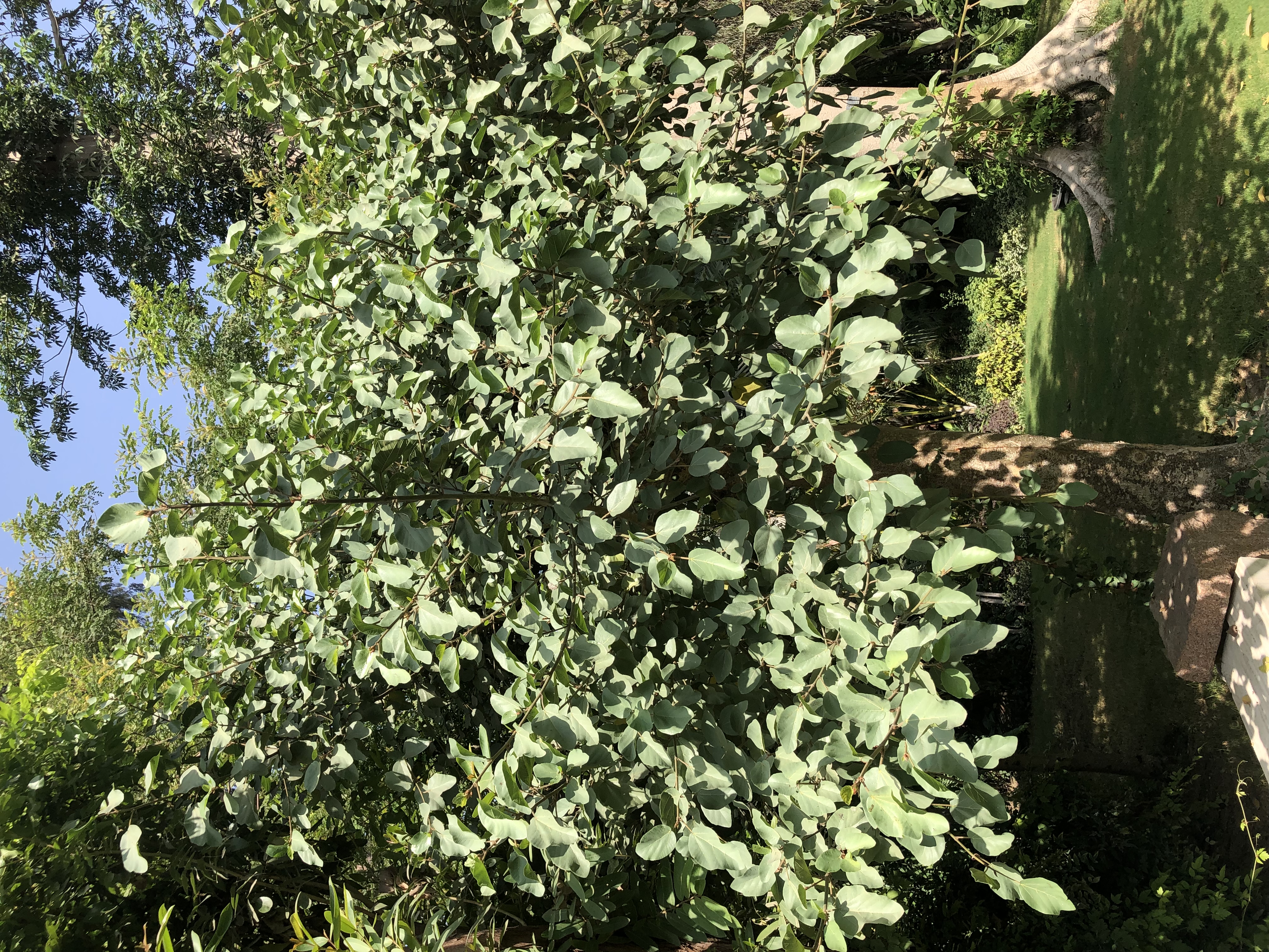 Ficus sycomorus