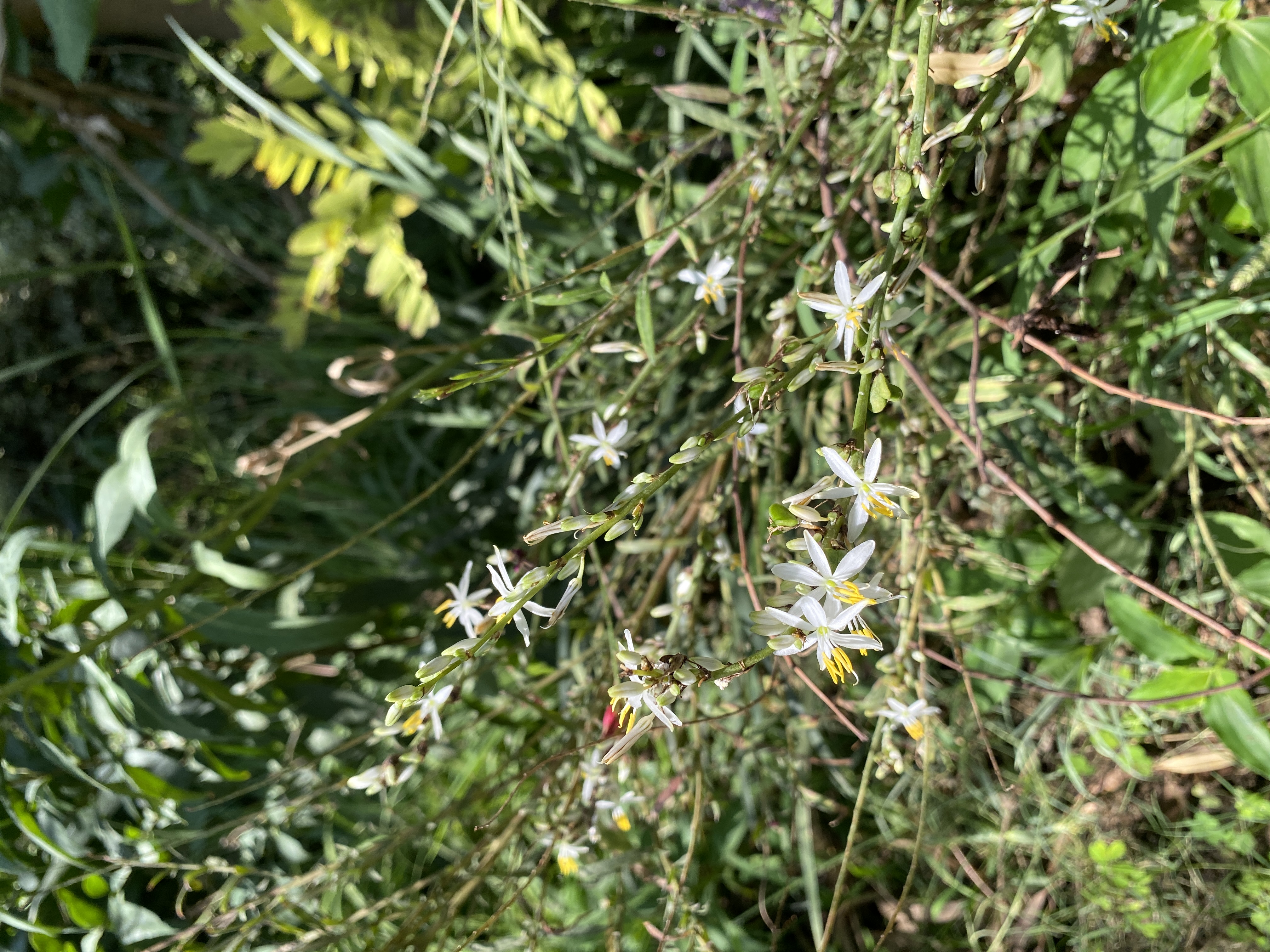 Anthericum saundersiae