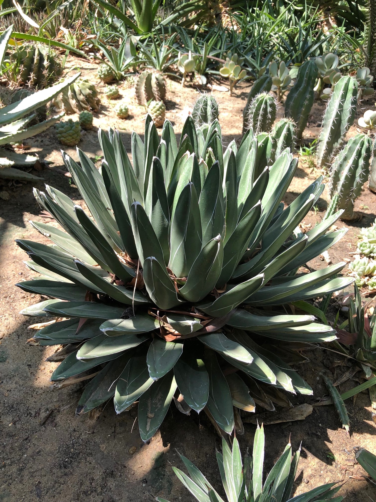 Agave victoria-reginae