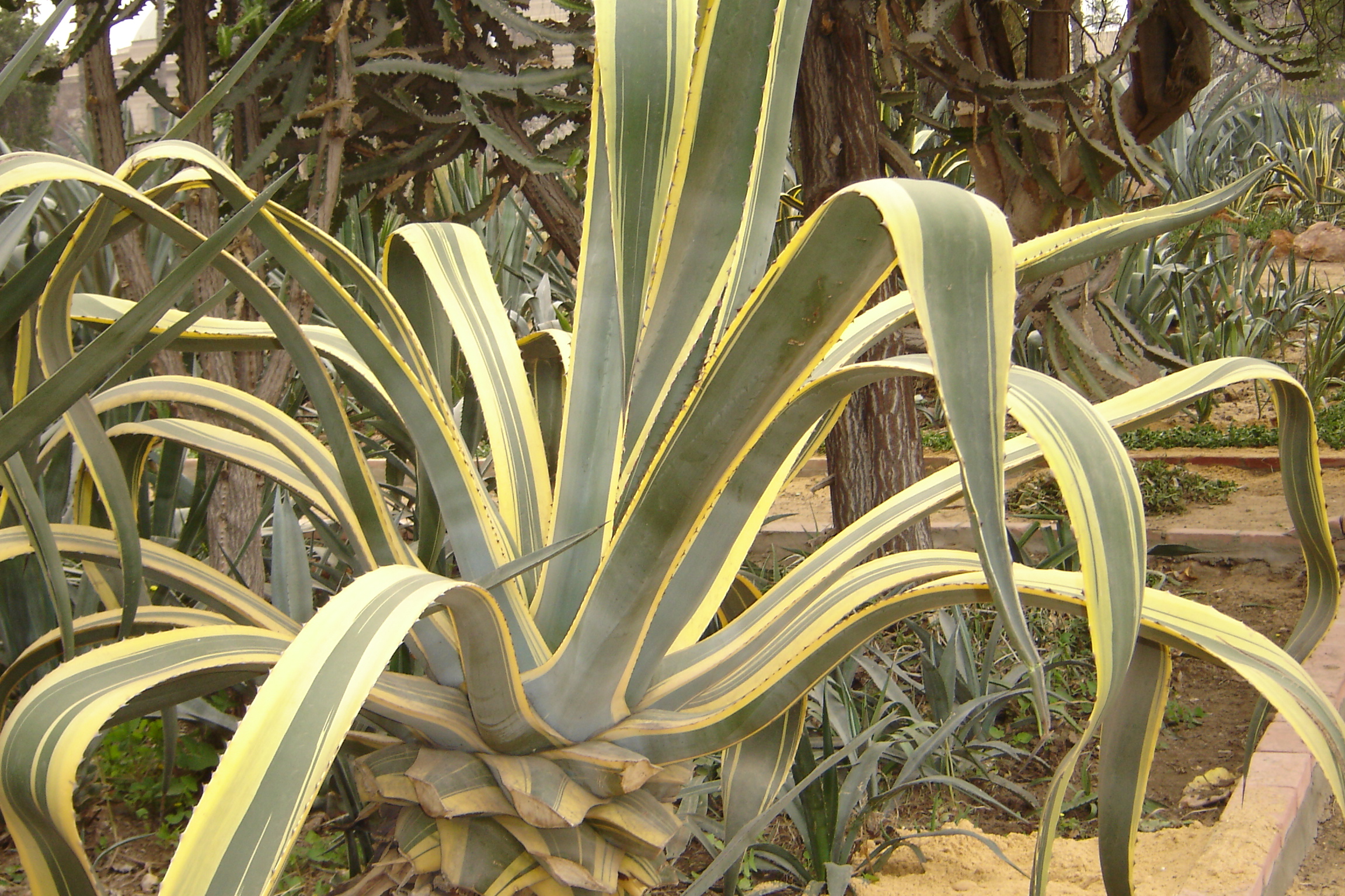 Agave americana