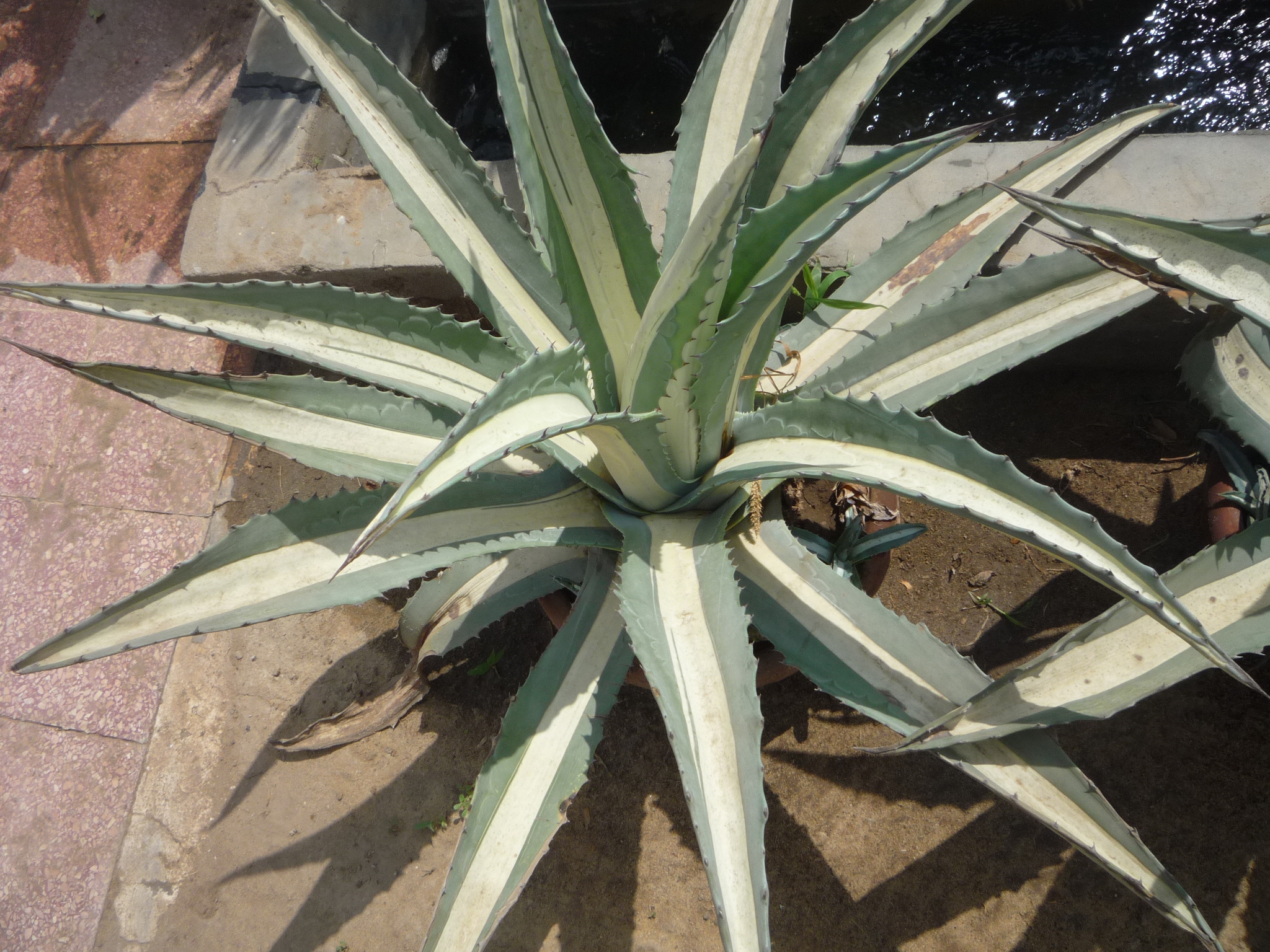 Agave americana