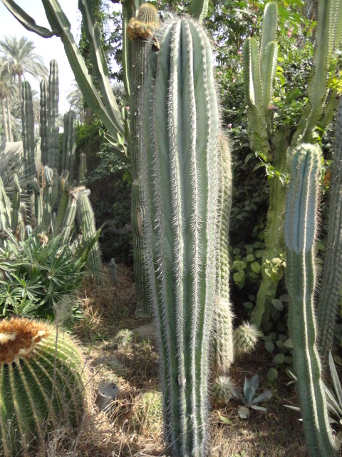 Pachycereus pringlei