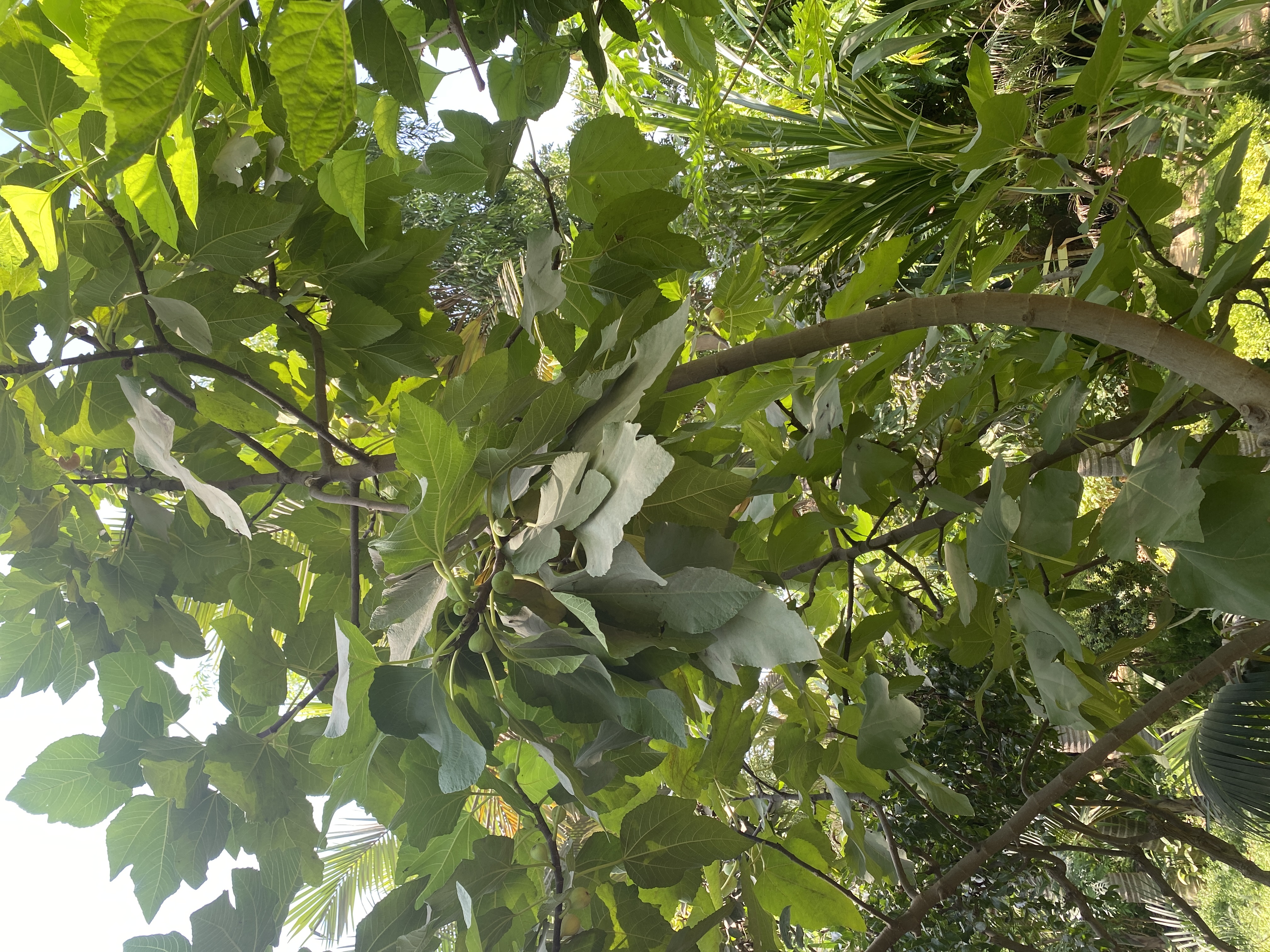 Ficus carica