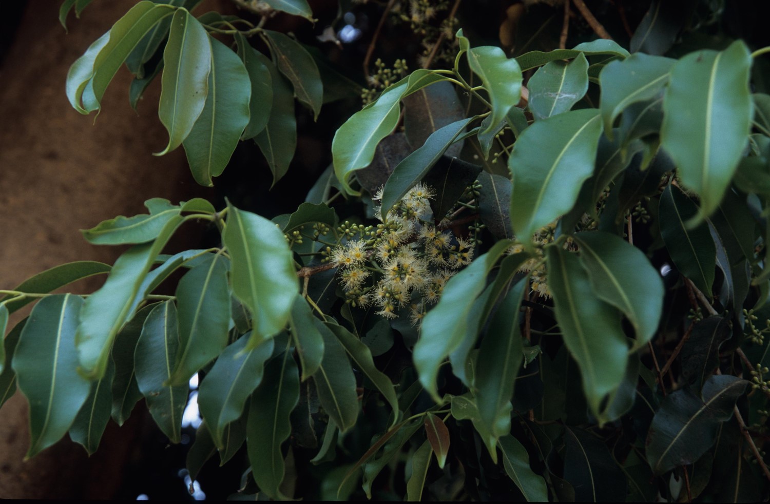 Syzygium cuminii