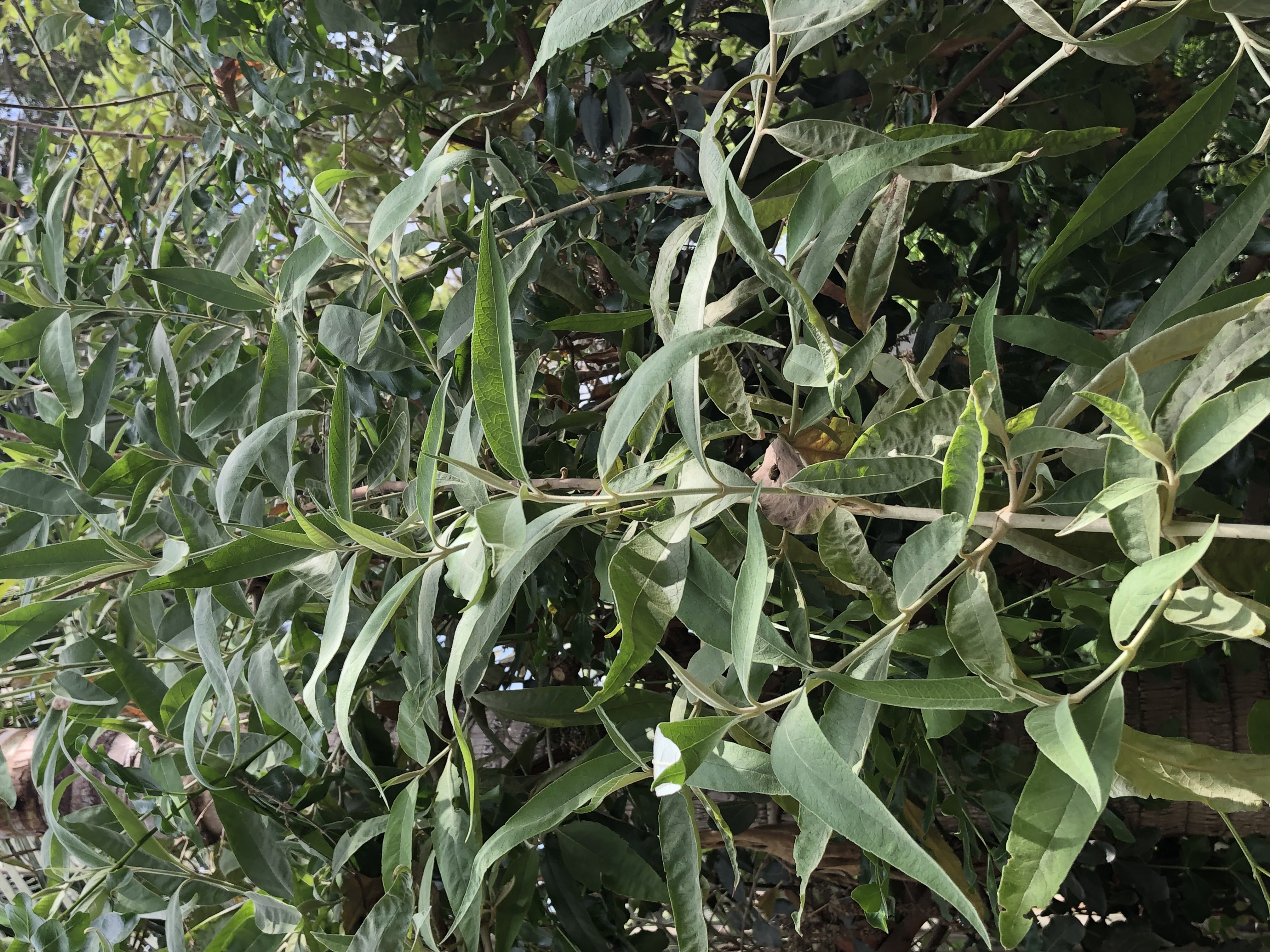 Buddleja asiatica