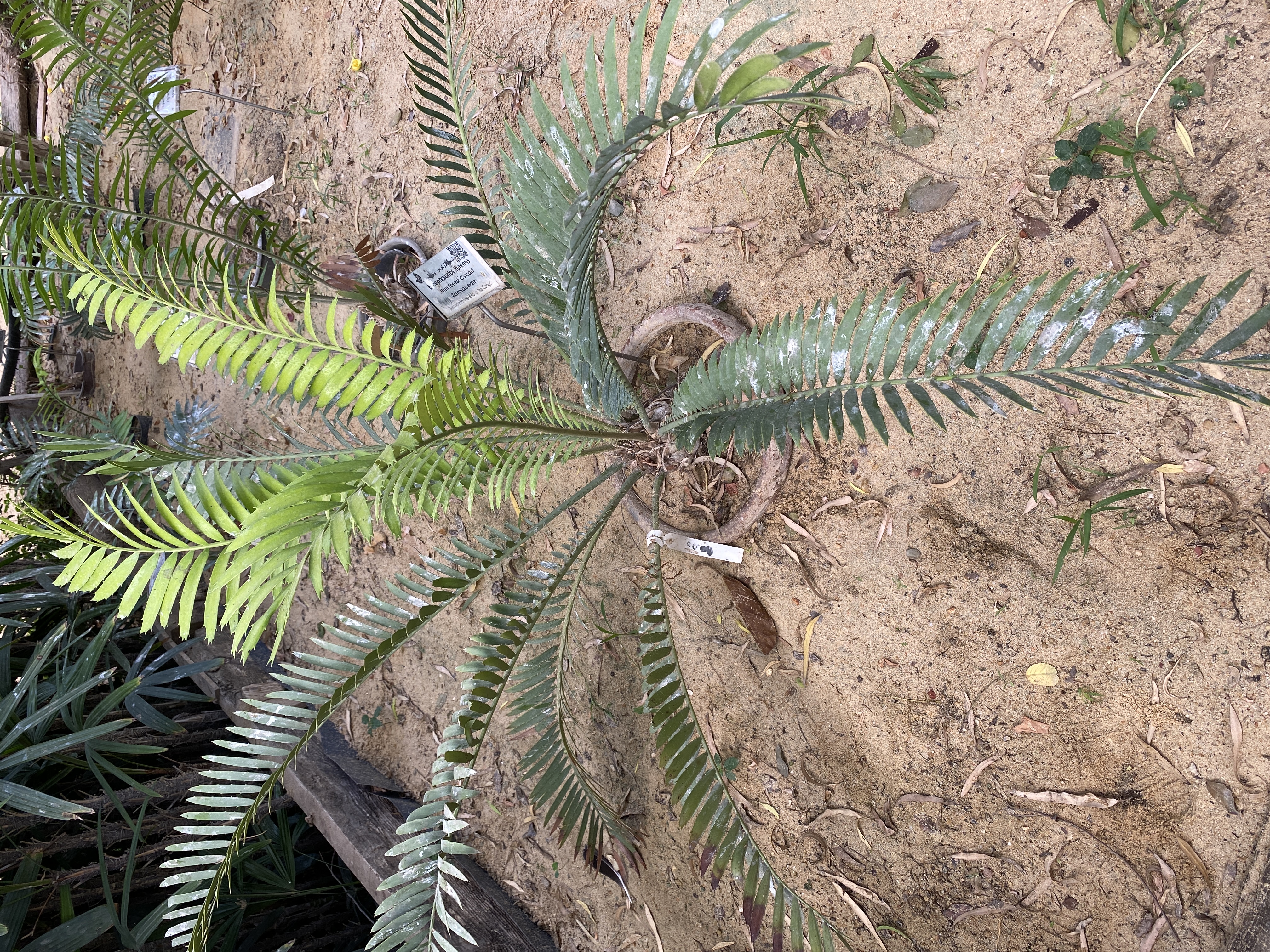 Encephalartos ituriensis