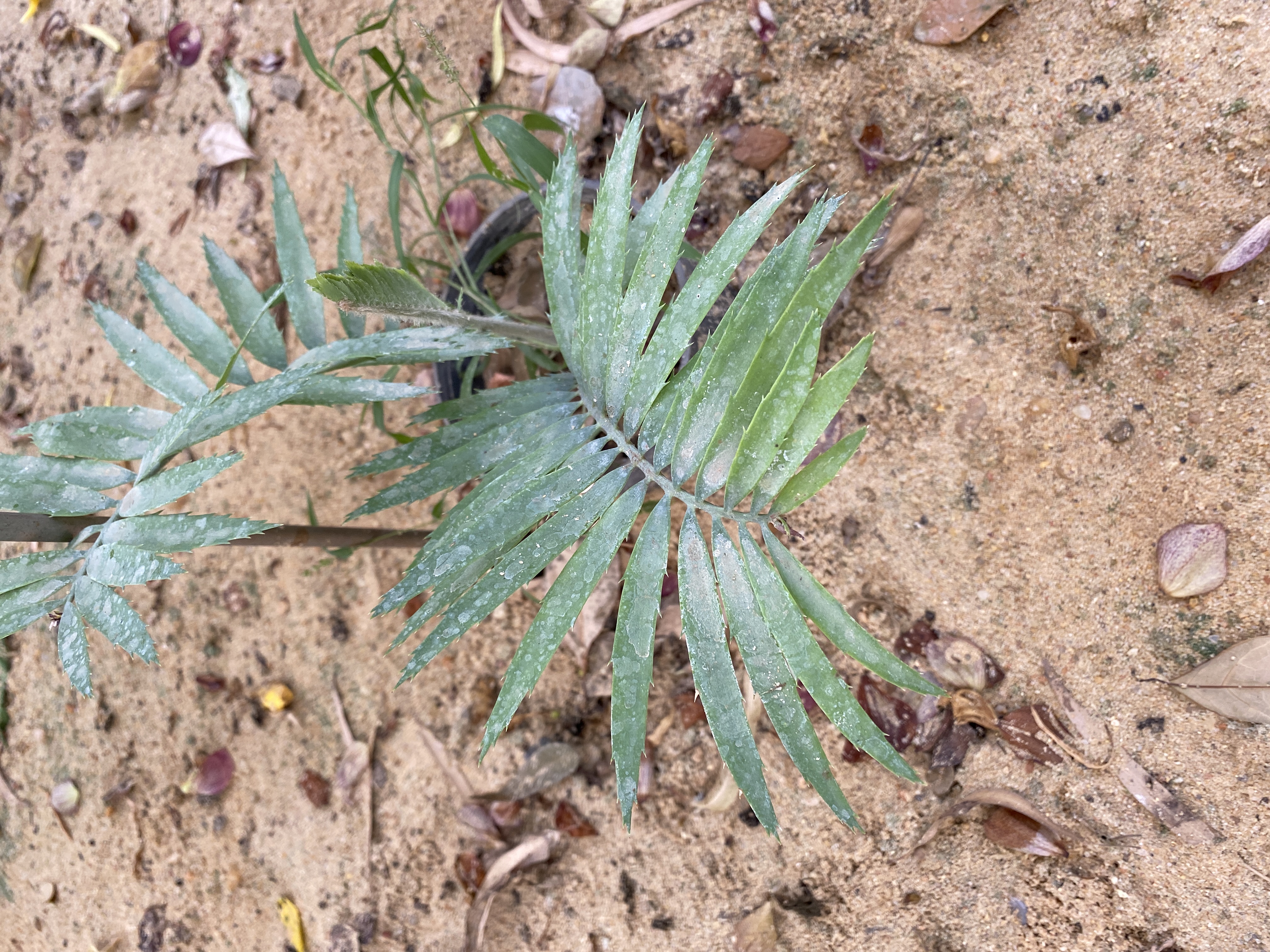 Encephalartos munchii