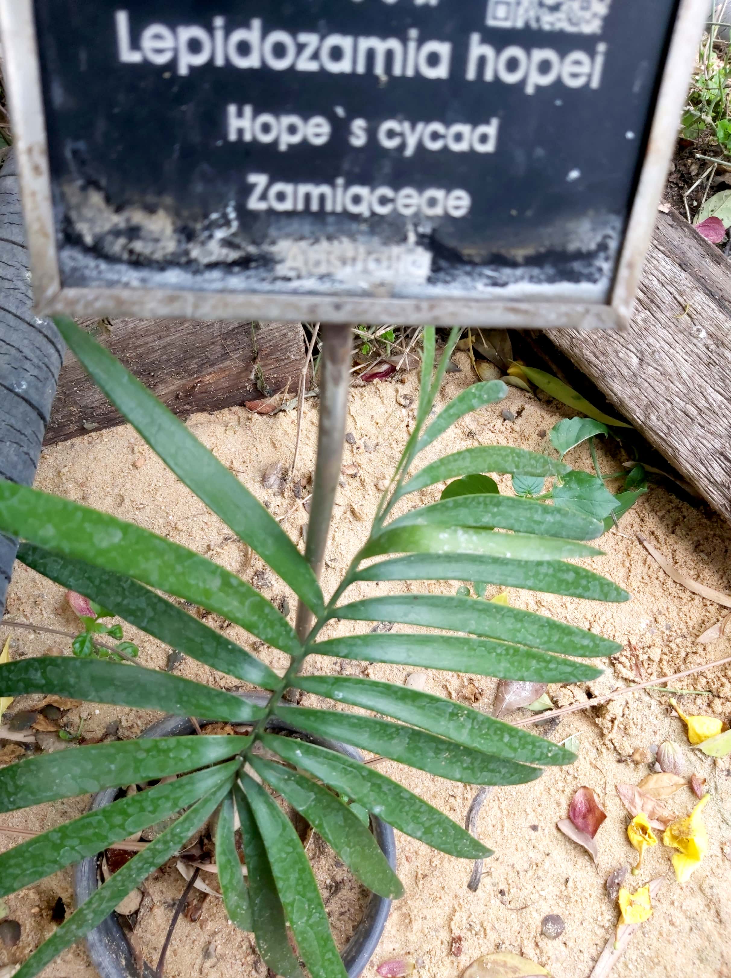 lepidozamia hopei