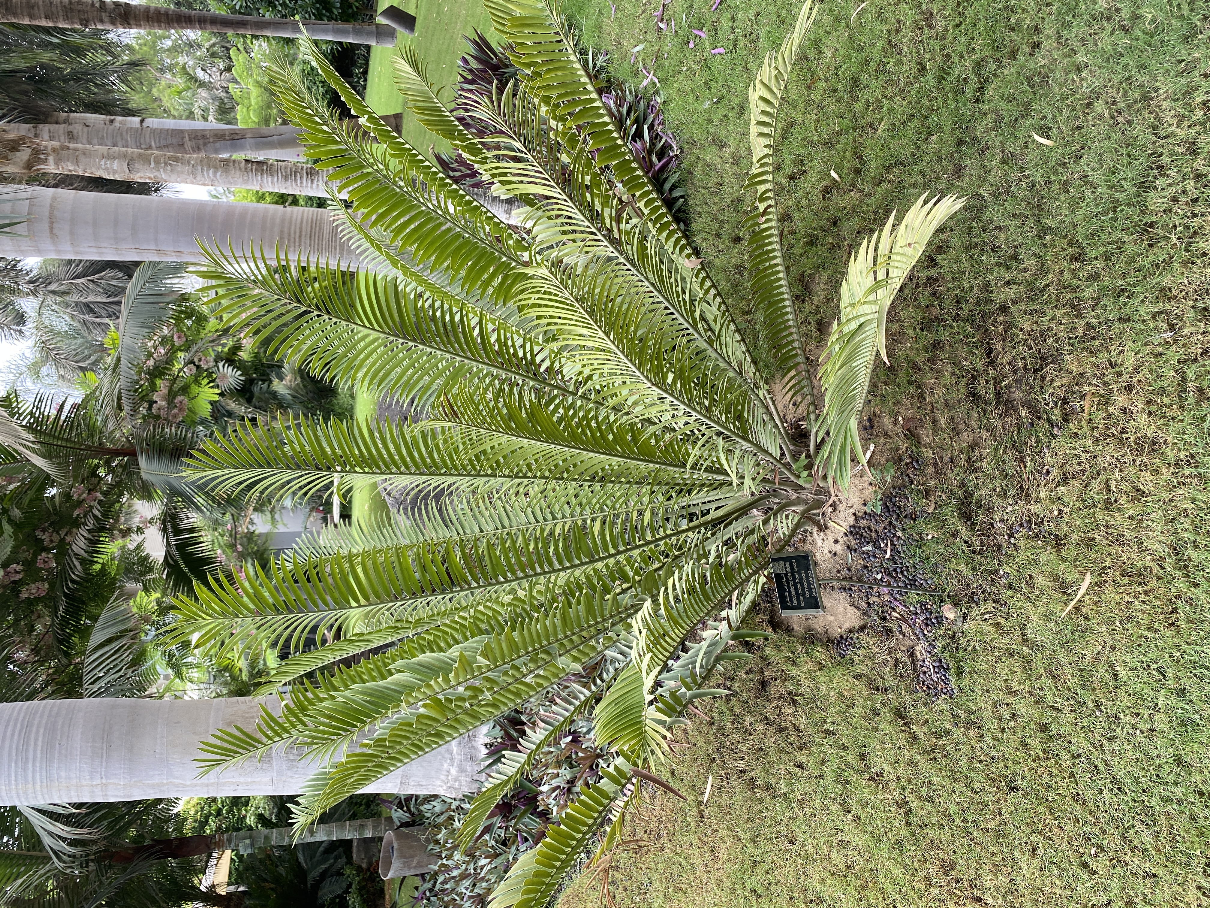 Encephalartos altensteinii