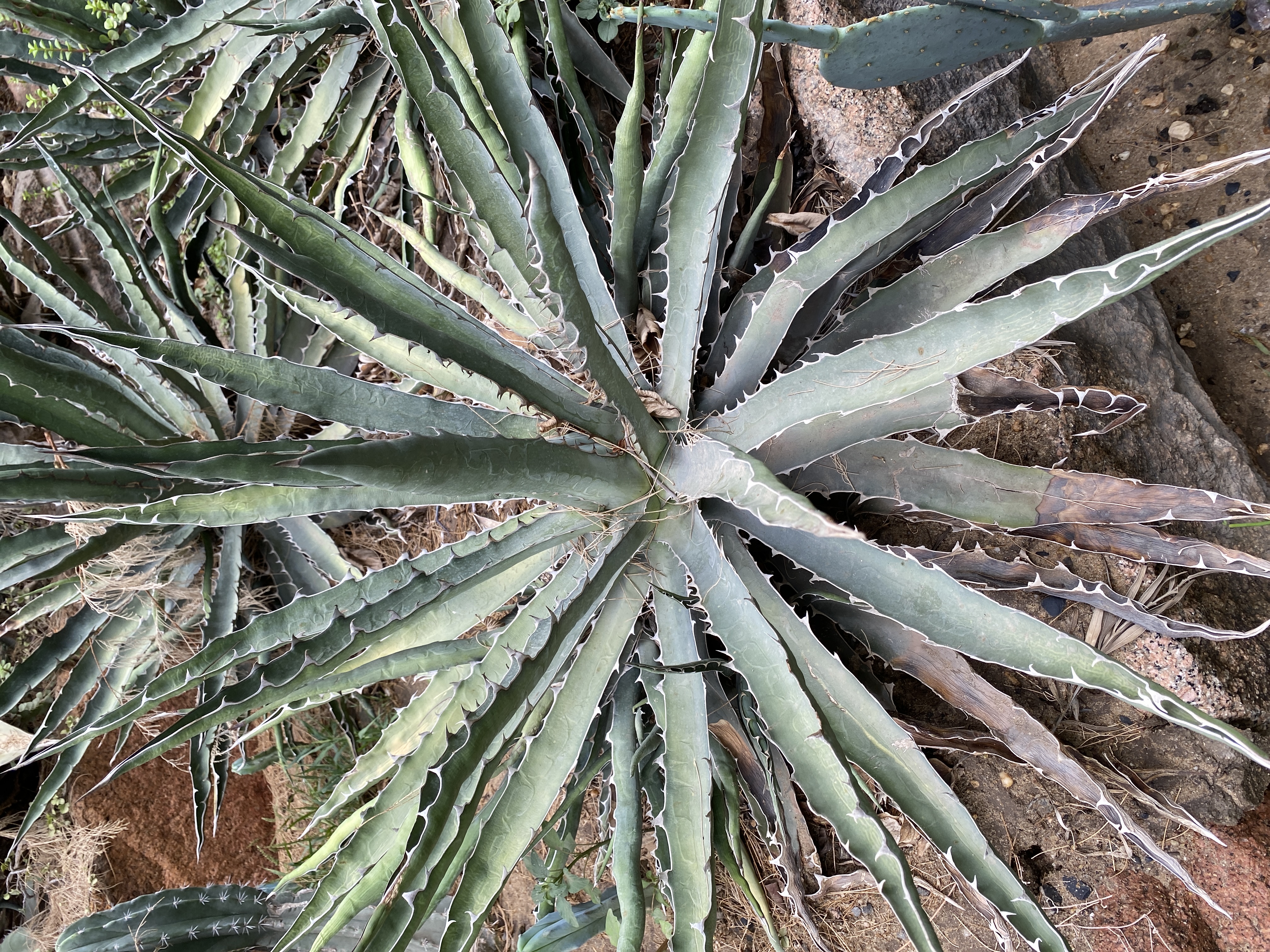 Agave univittata