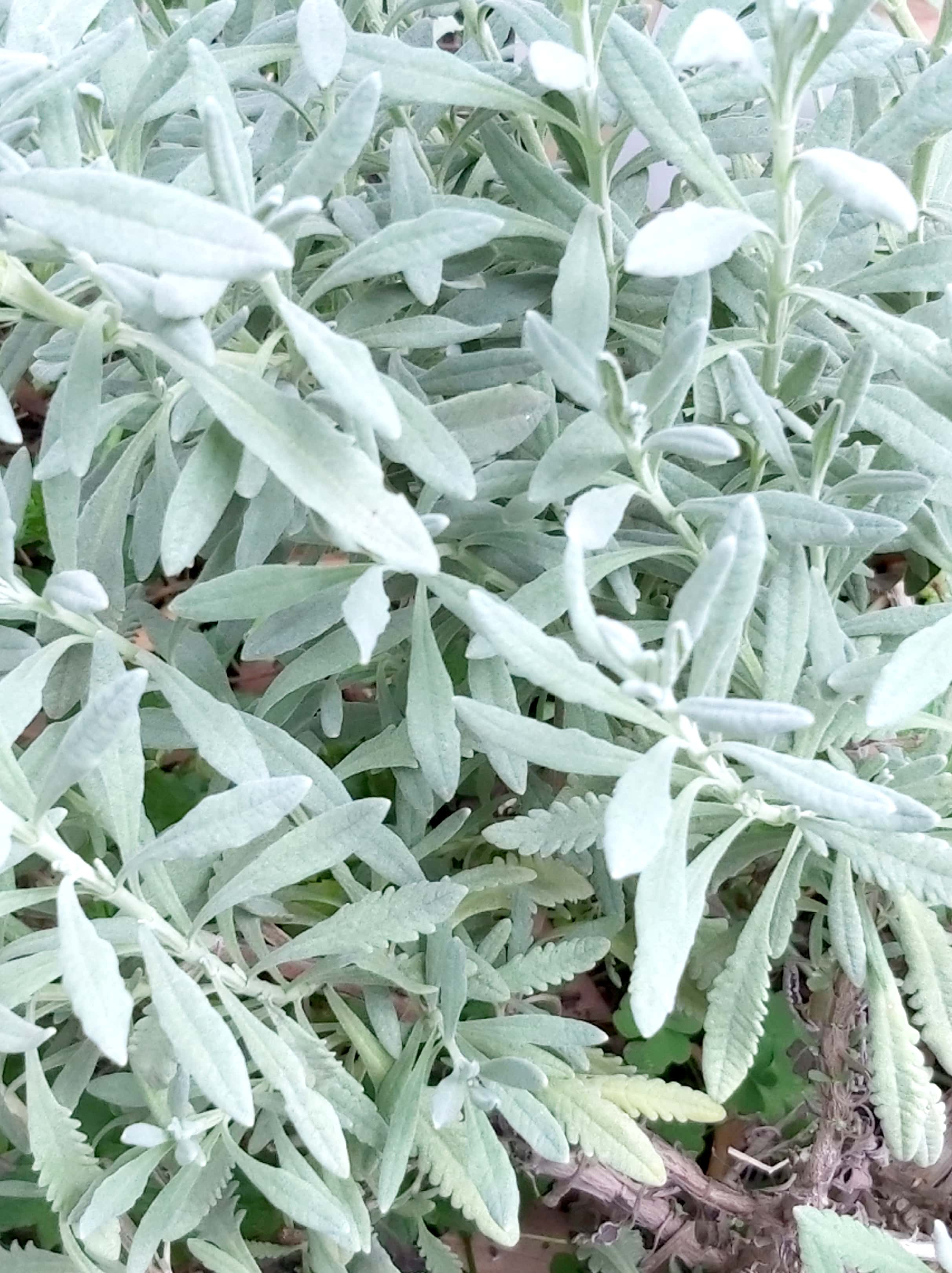 Lavandula dentata