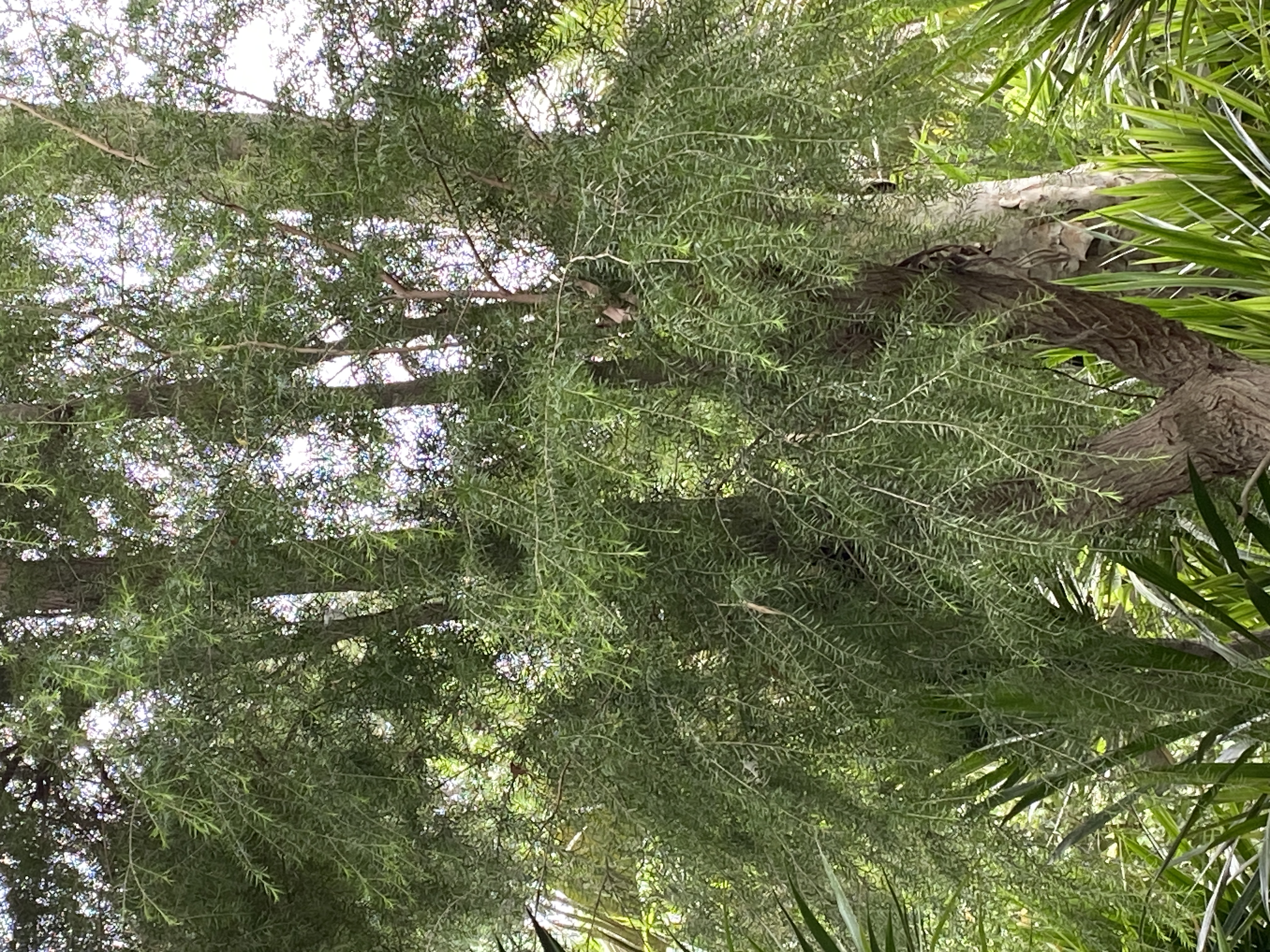 Melaleuca ericifolia