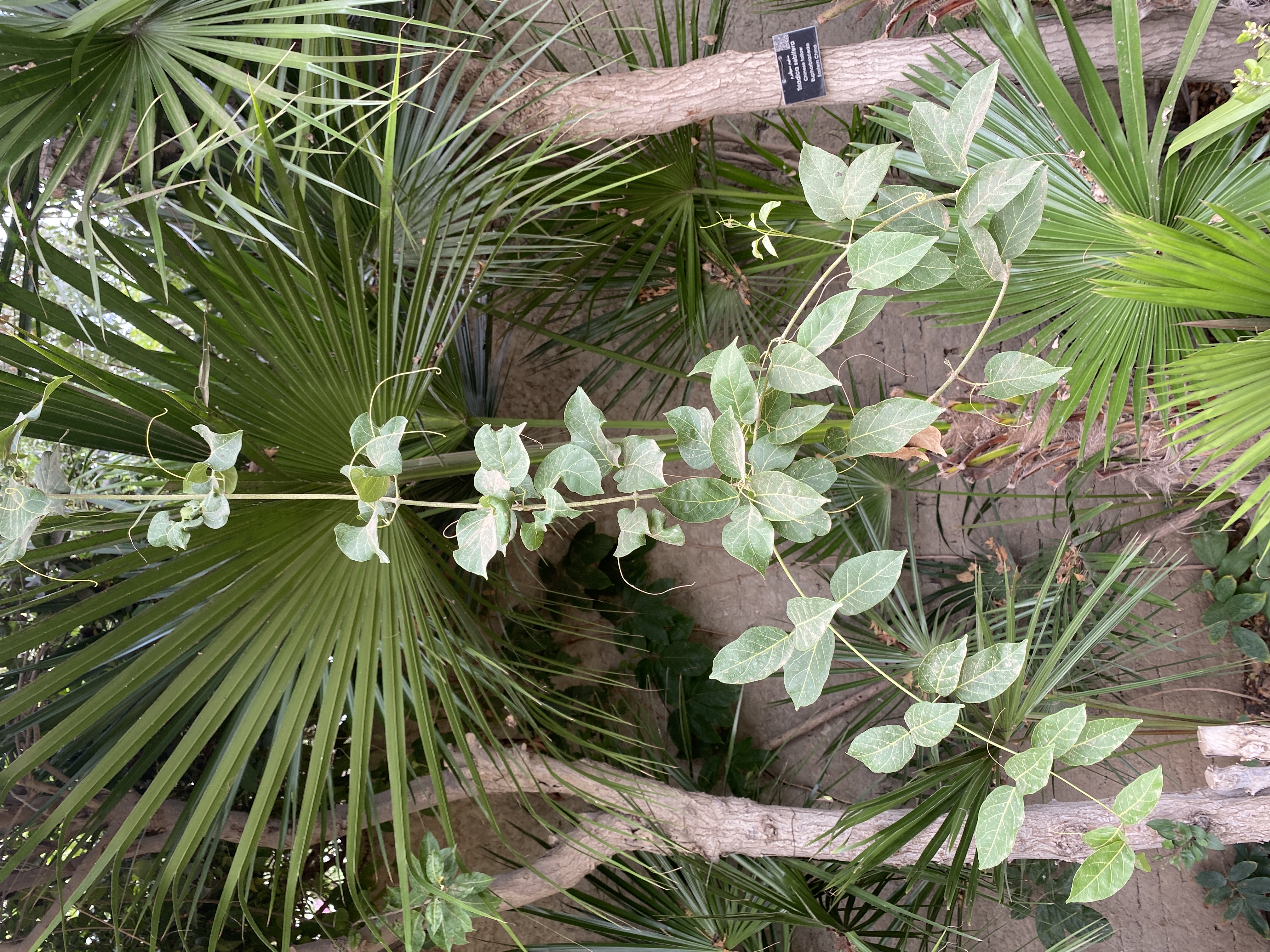 Clytostoma binatum