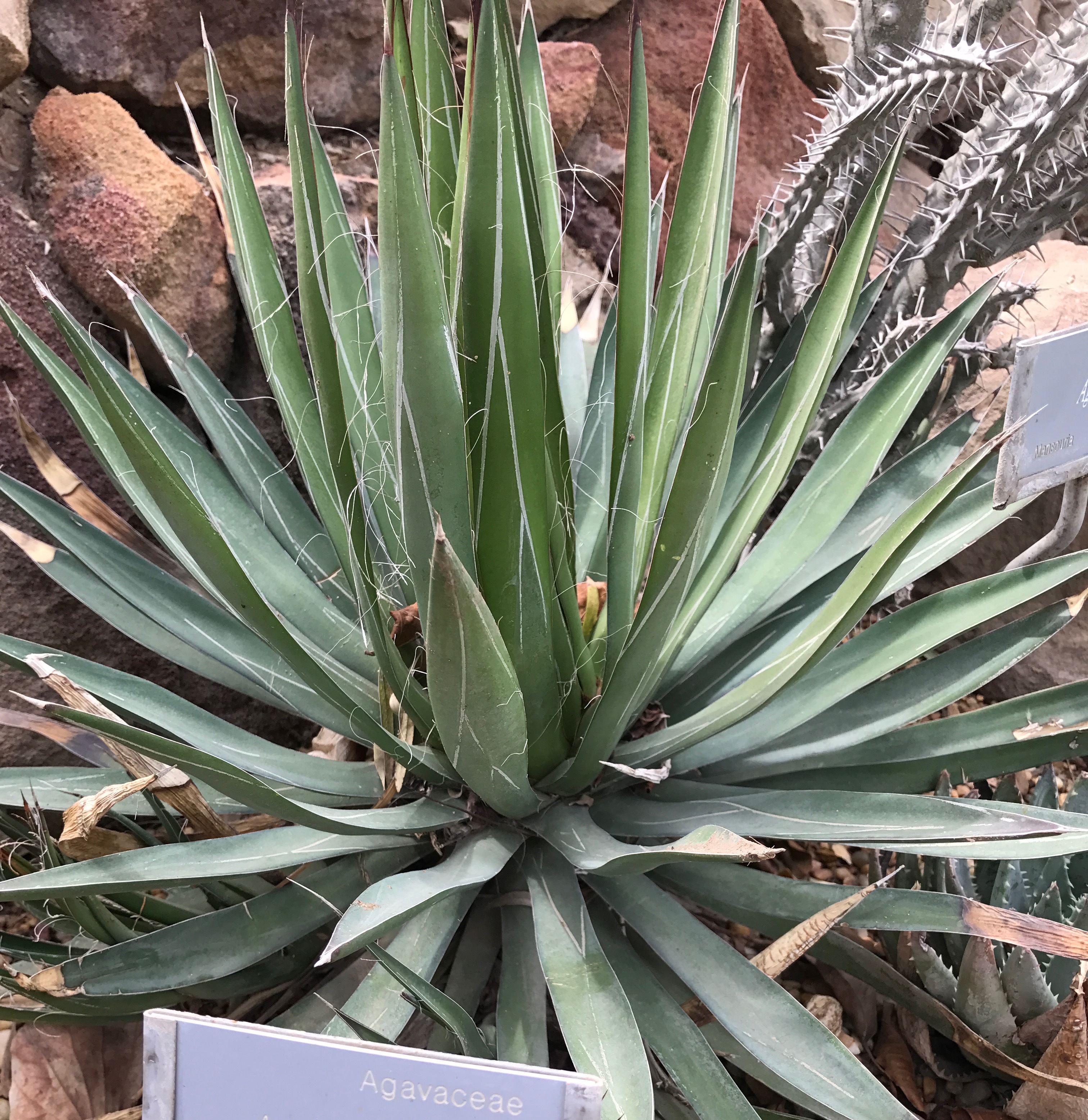 Agave schidigera