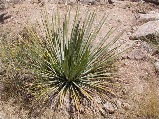 Agave striata