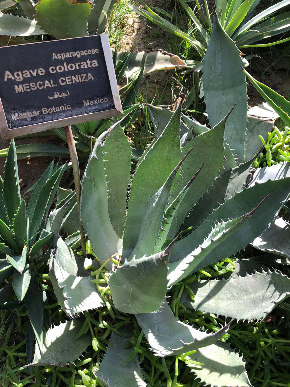 Agave colorata