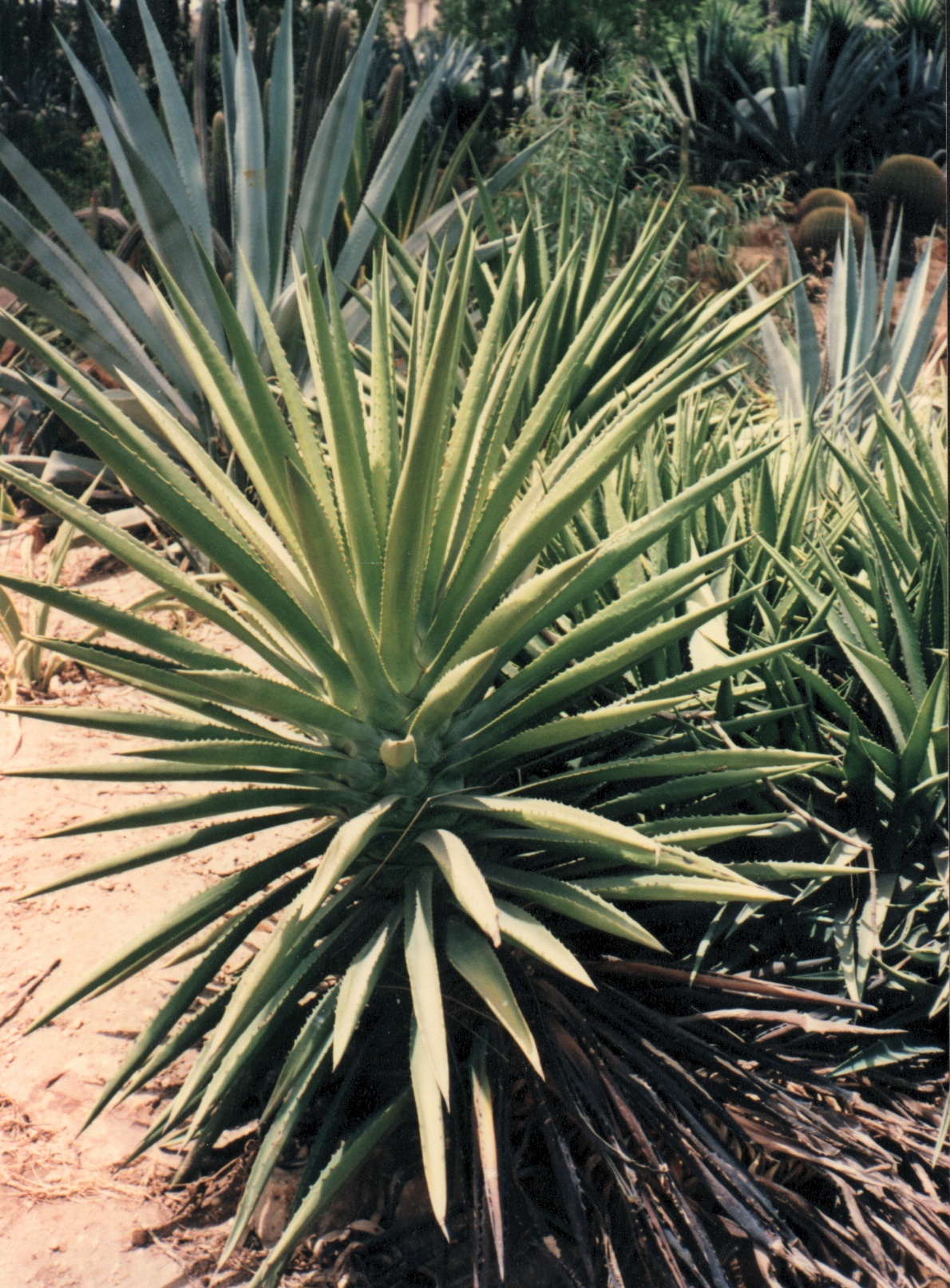 Agave decipiens