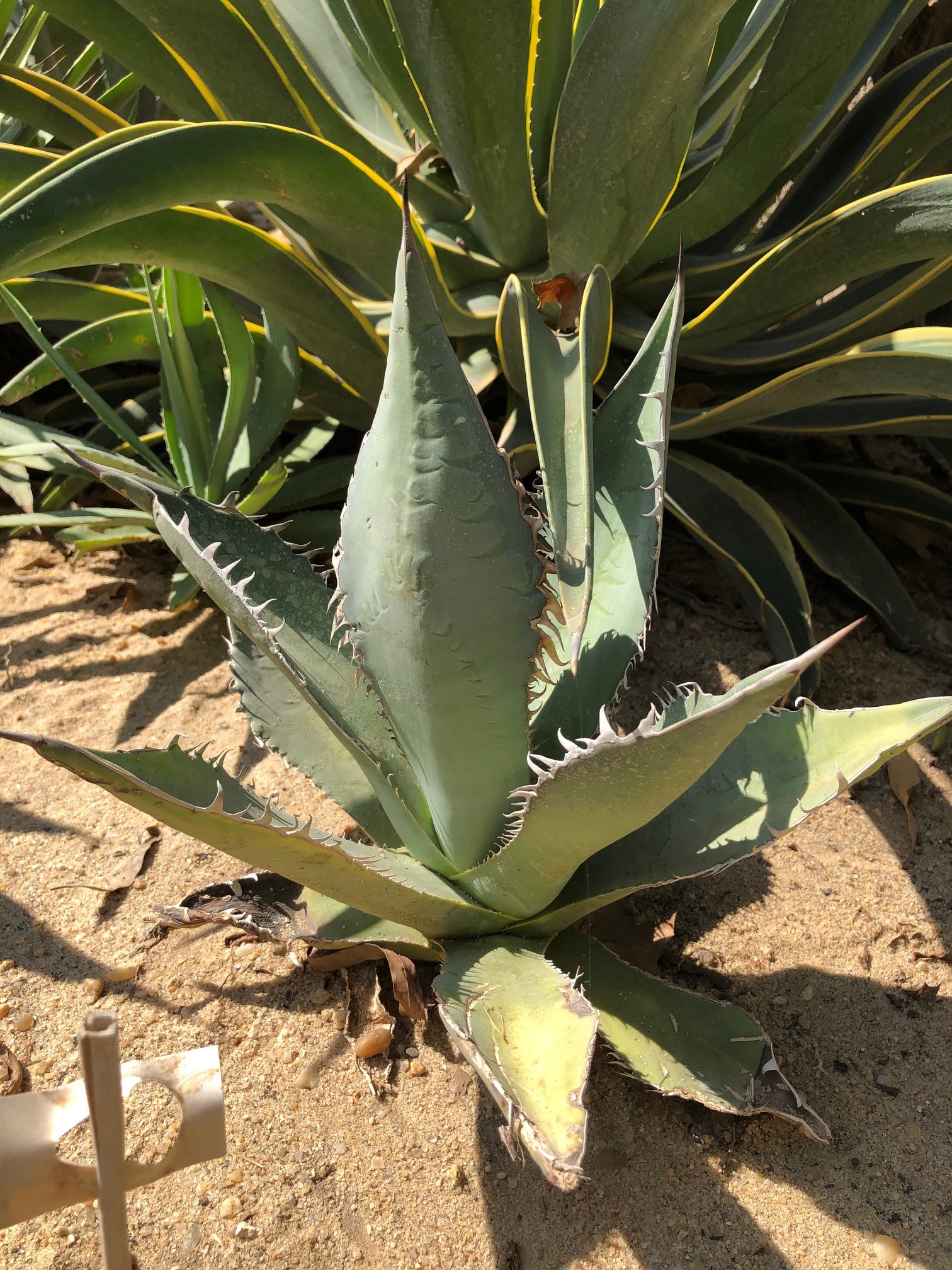 Agave titanota