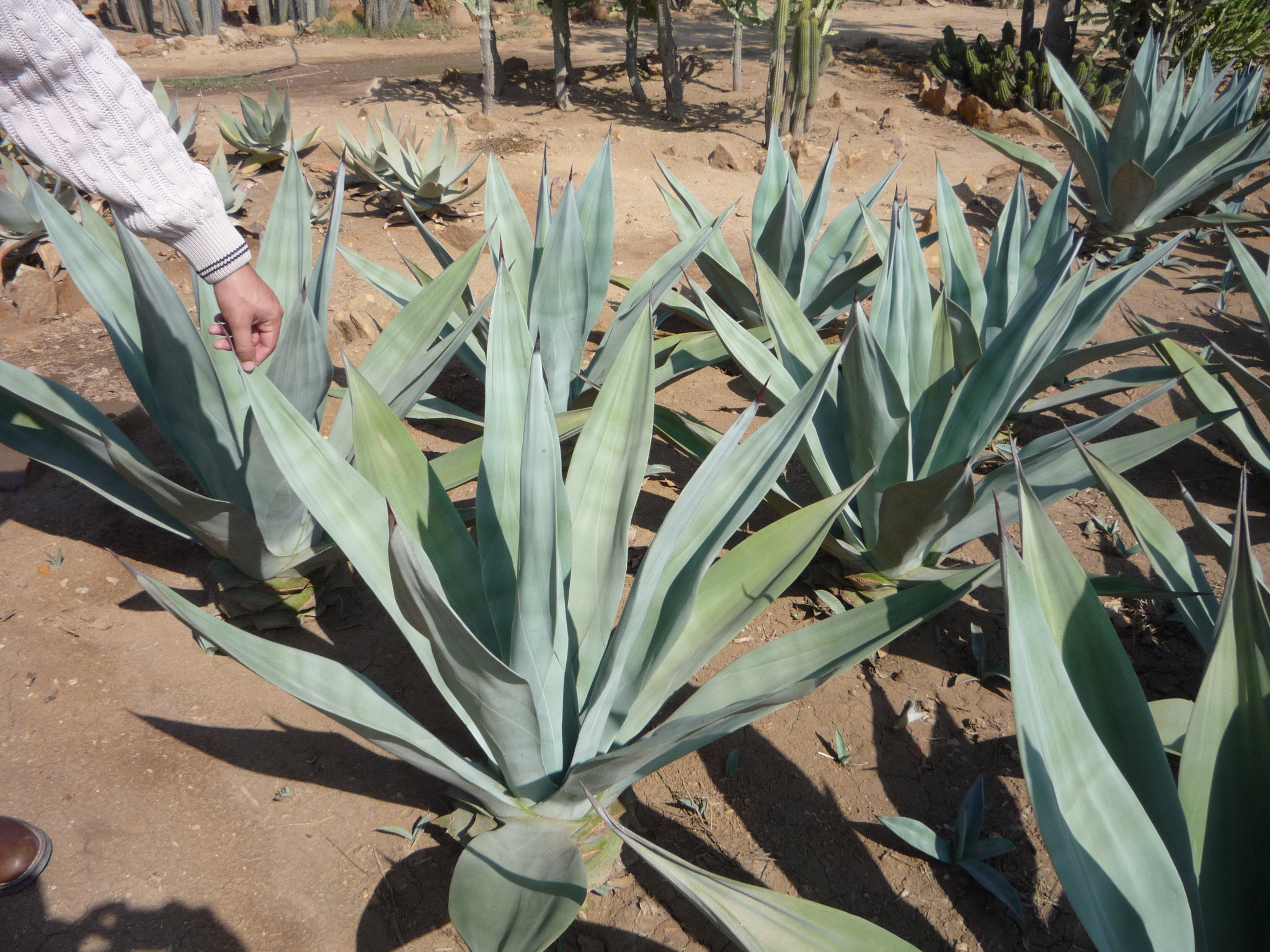 Agave weberi