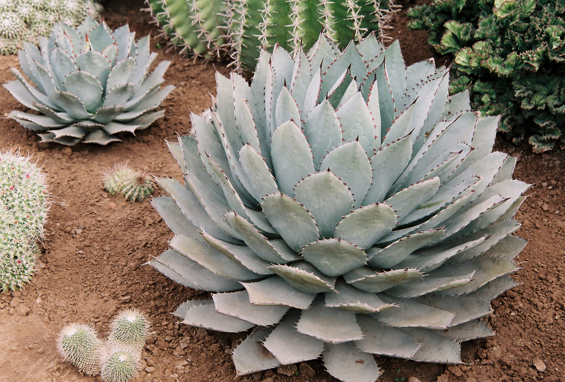 Agave parryi