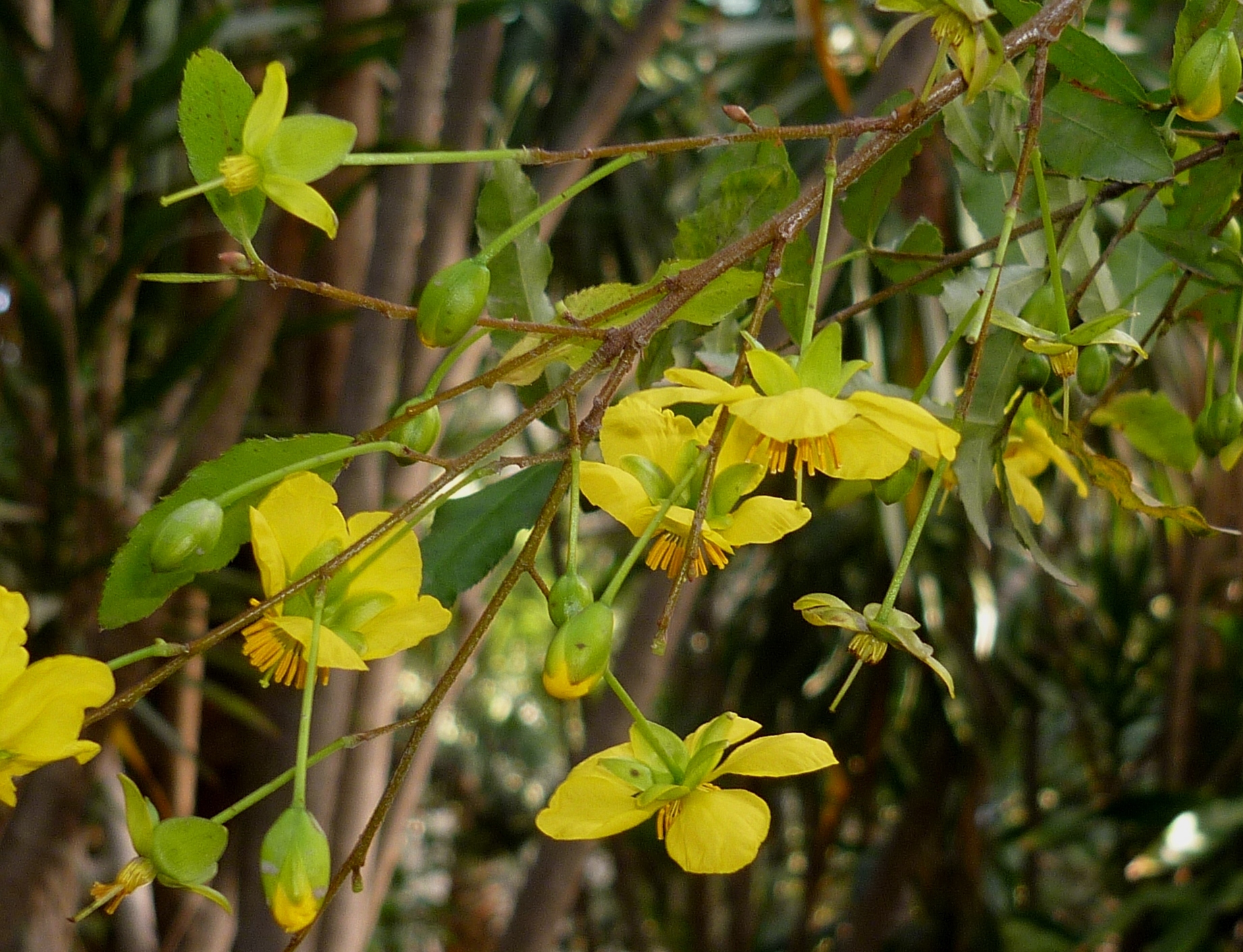 ochna serrulata