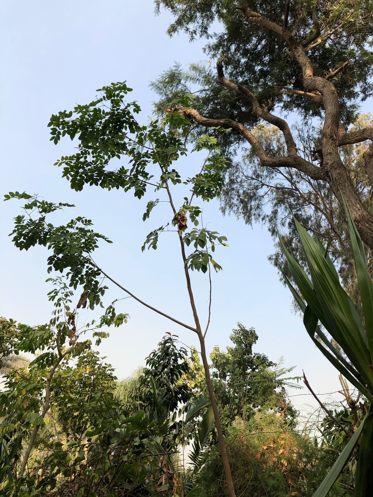 Leucaena trichodes