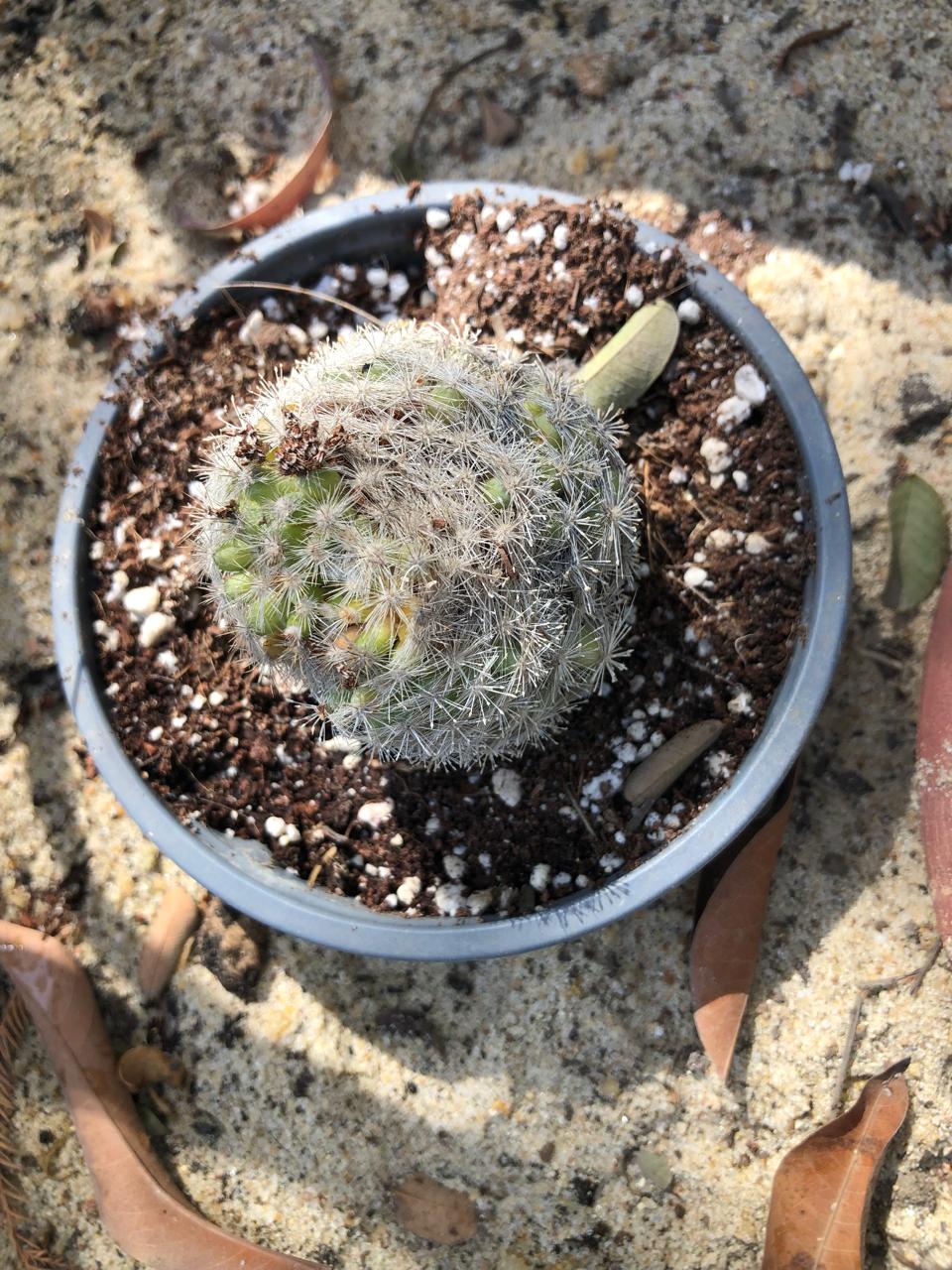 Escoparia vivipare