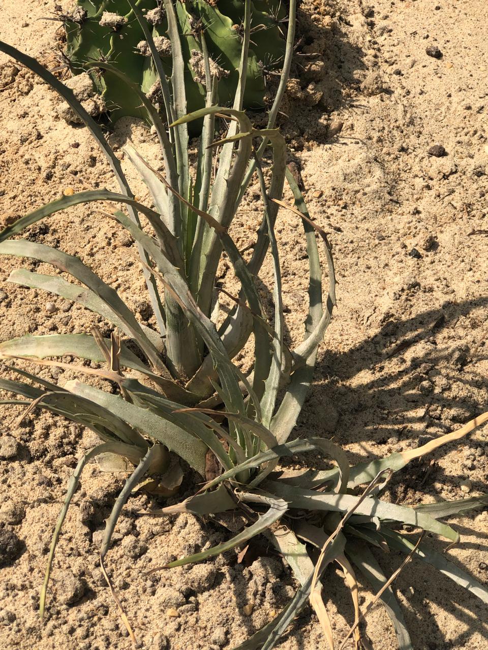 Hechtia perotensis