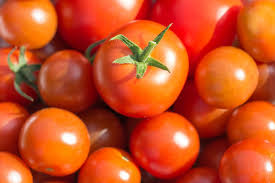 Solanum lycopersicum