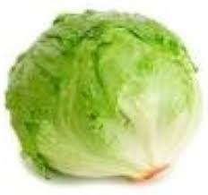 Lactuca sativa