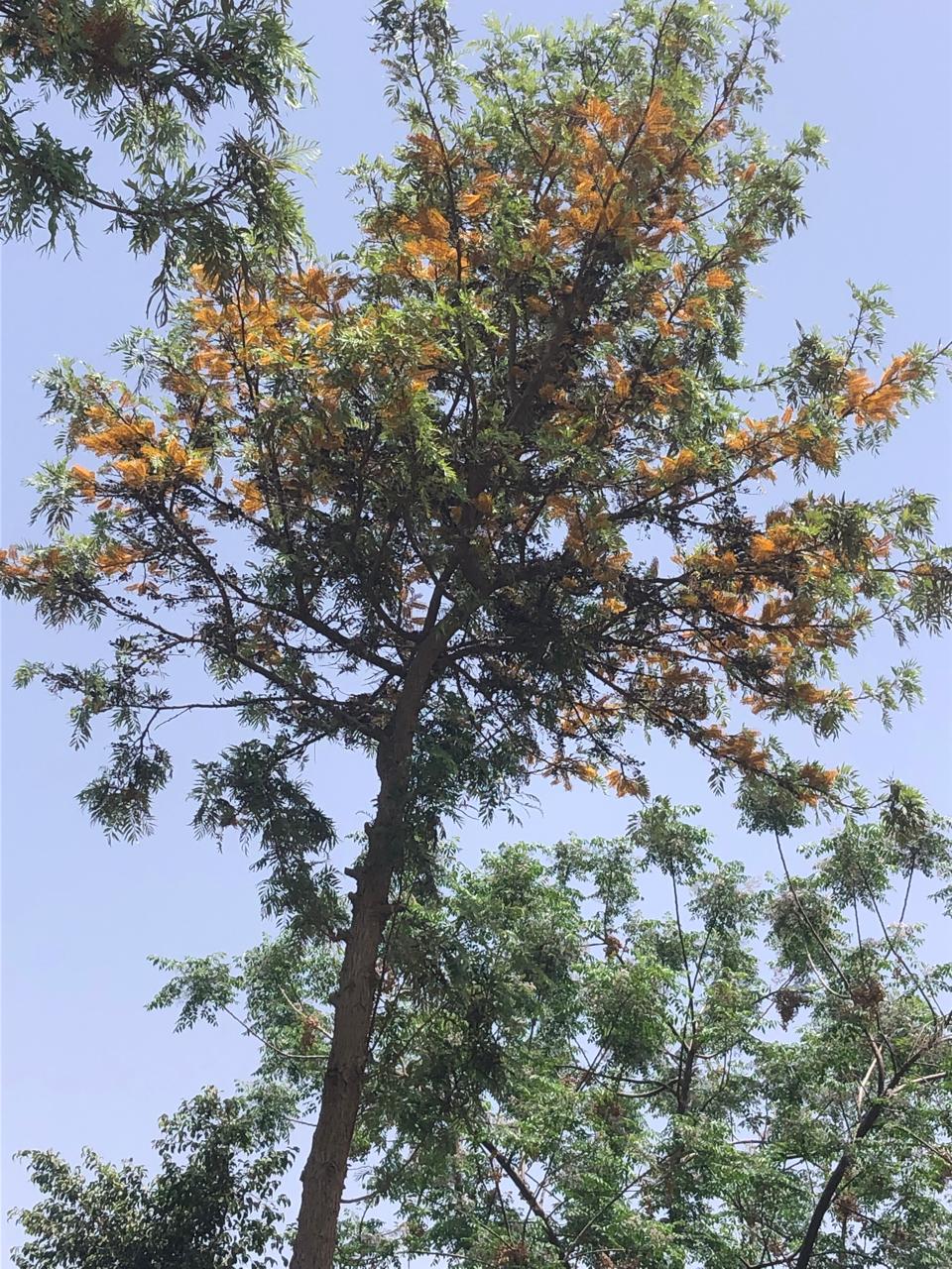 Grevillea robusta