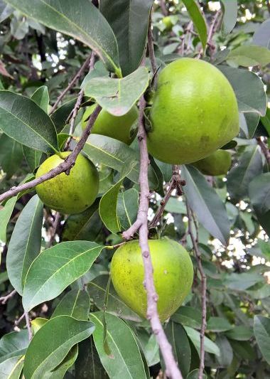 Diospyros riojae