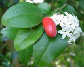 Carissa bispinosa